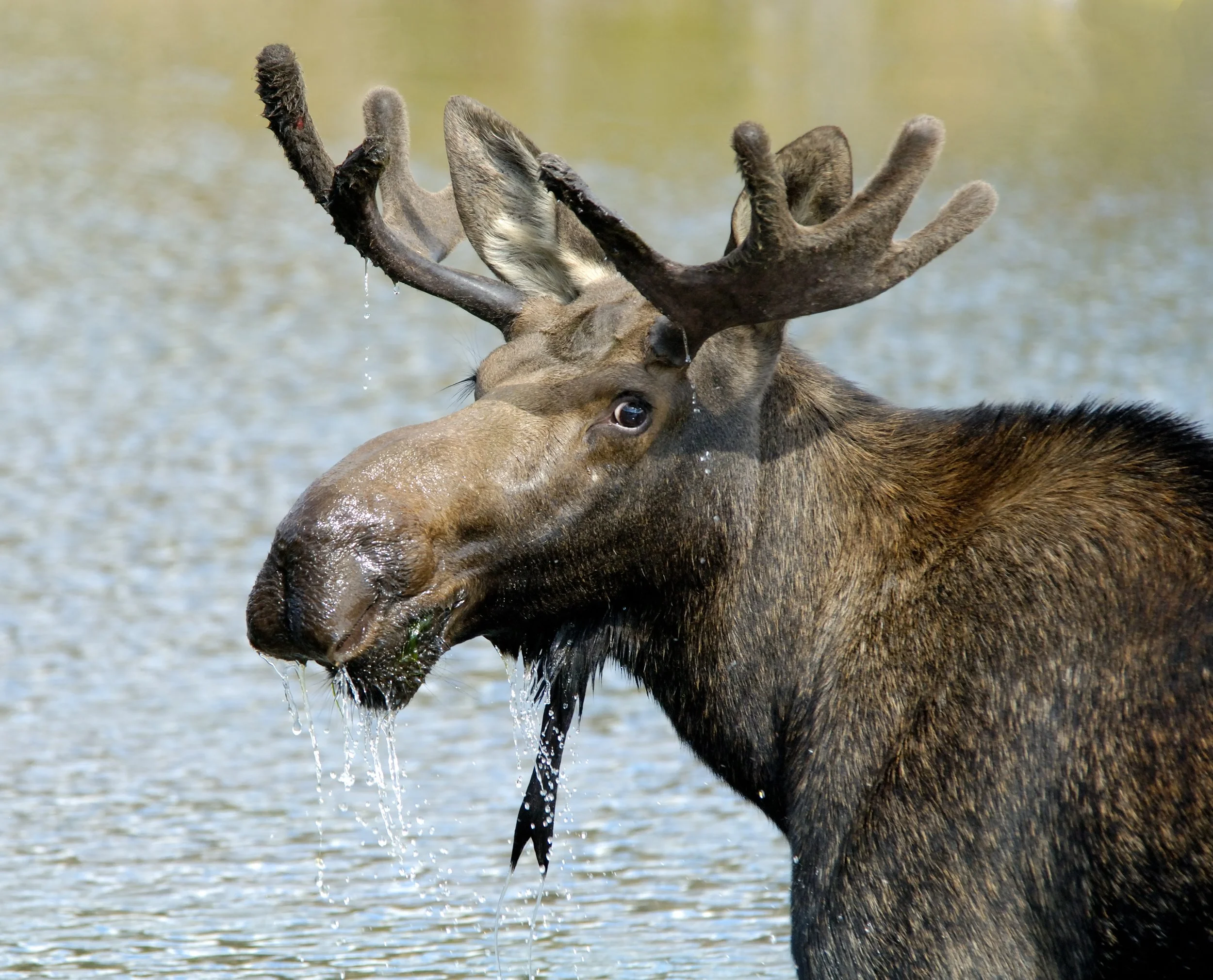 Bull Moose.jpg