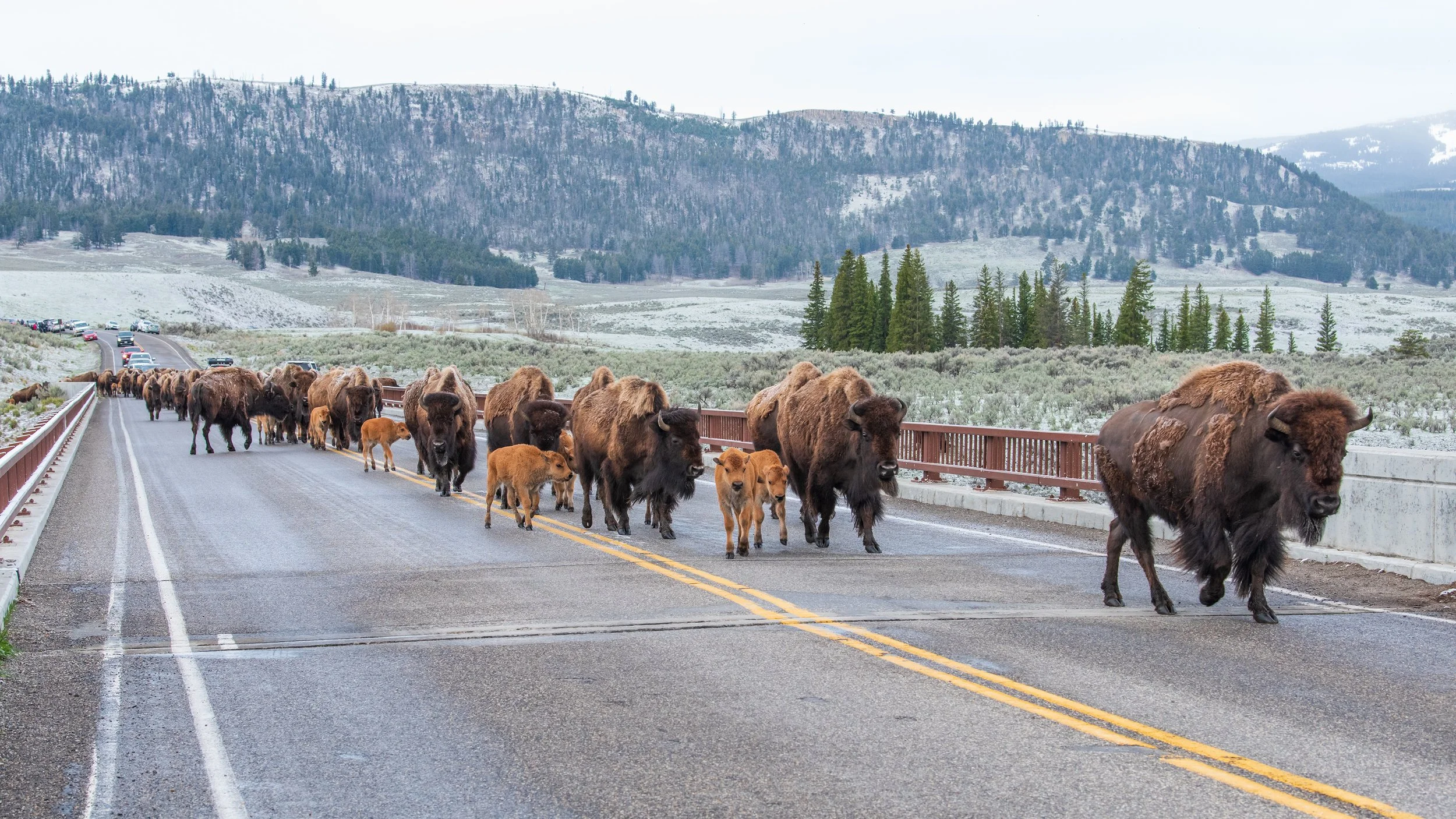 Yellowstone Bridge Bison.jpg