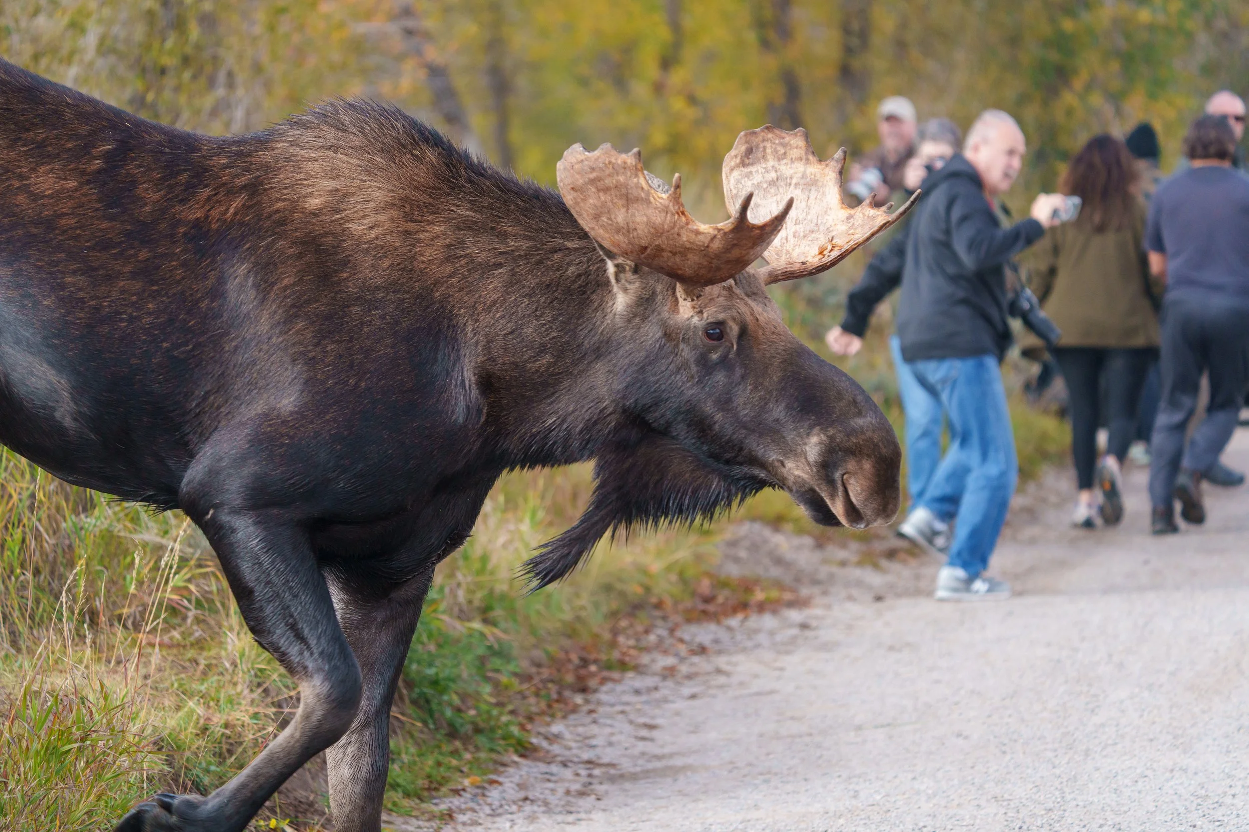 Bull Moose Grand Teton.jpg