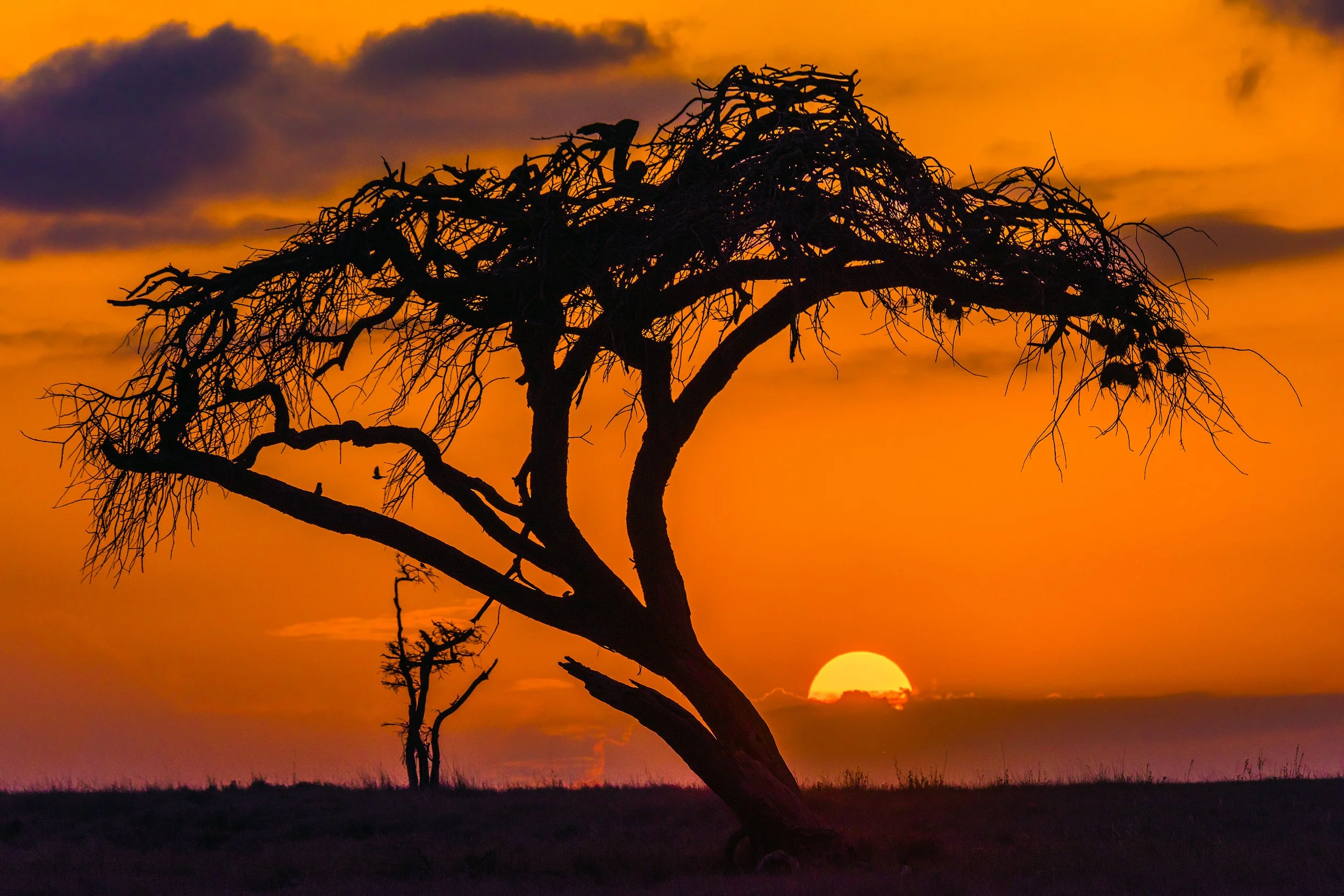 Kenya Africa Tree Sunset.jpg