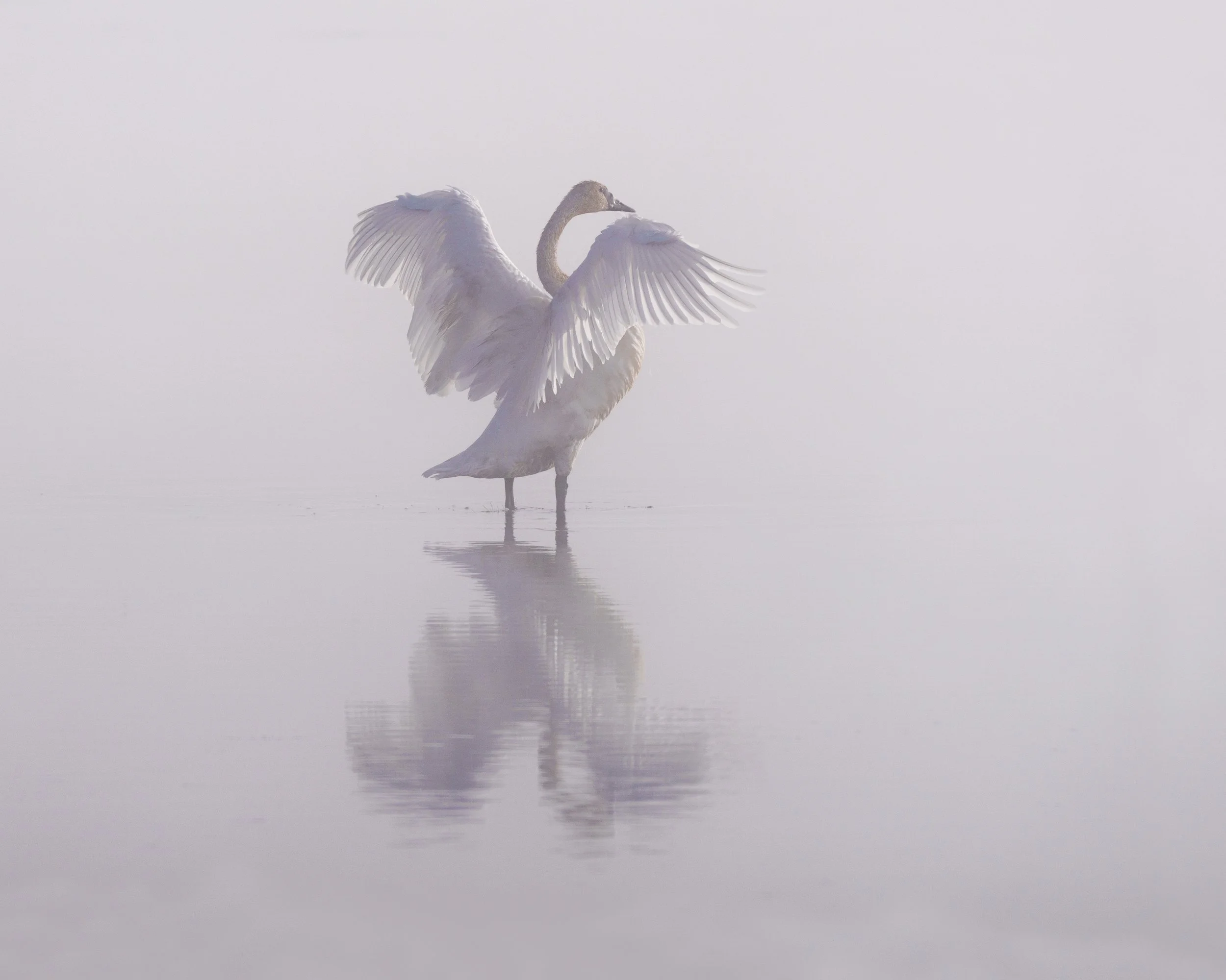 Trumpeter Swan Yellowstone.jpg