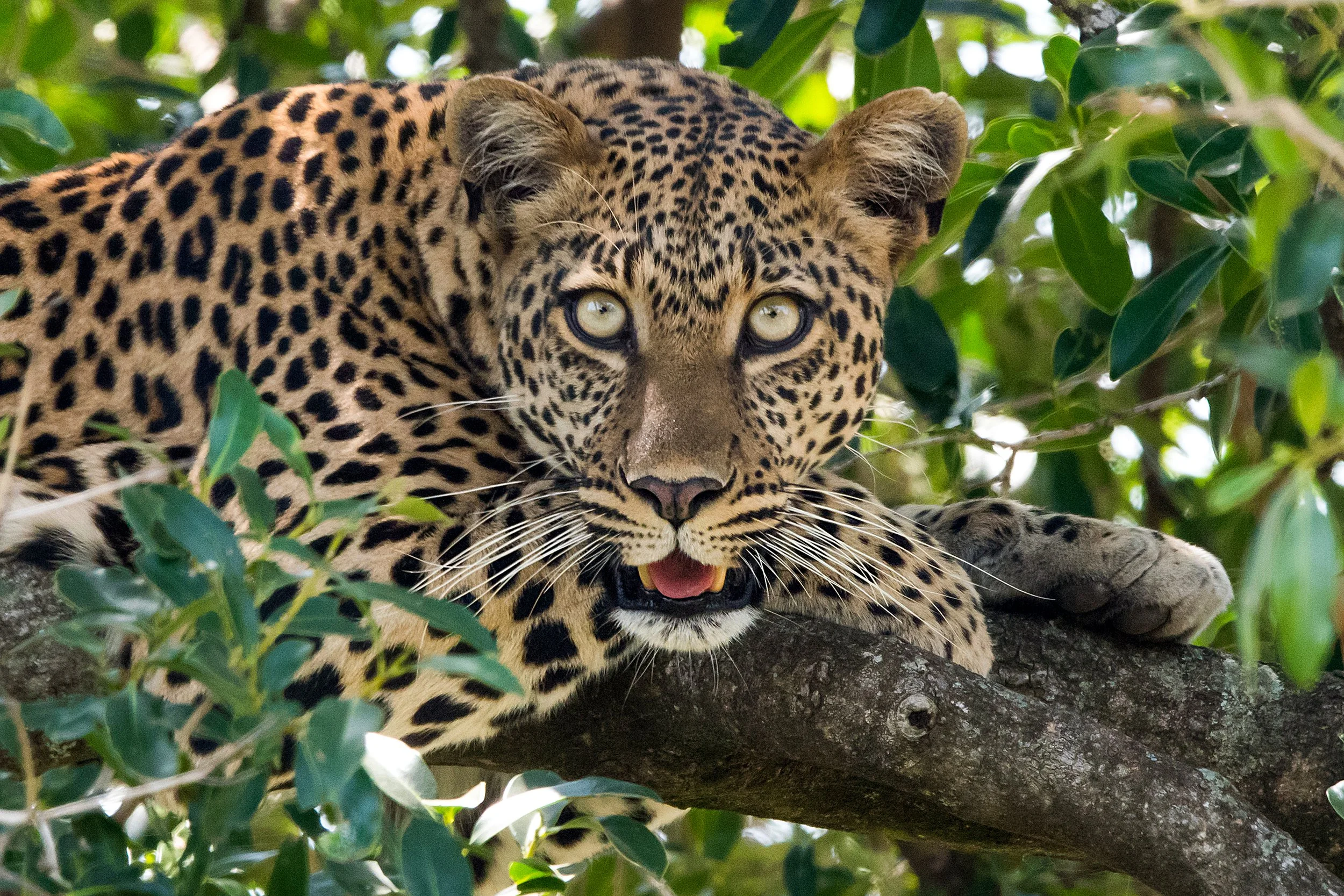 Leopard In Tree.jpg