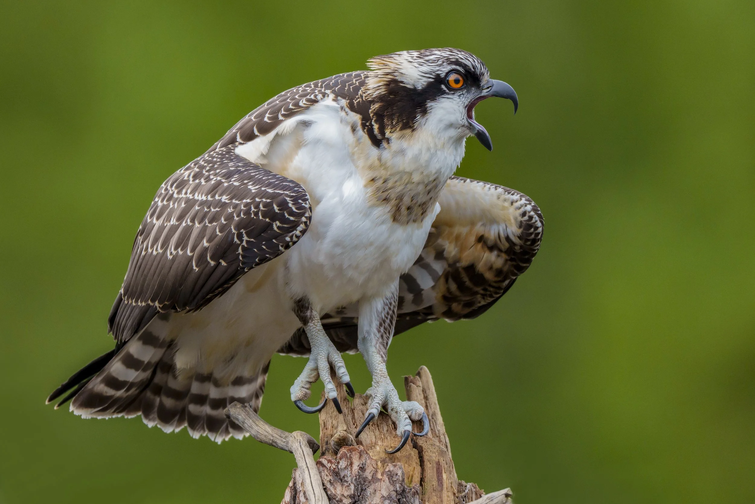 Osprey Fledging.jpg