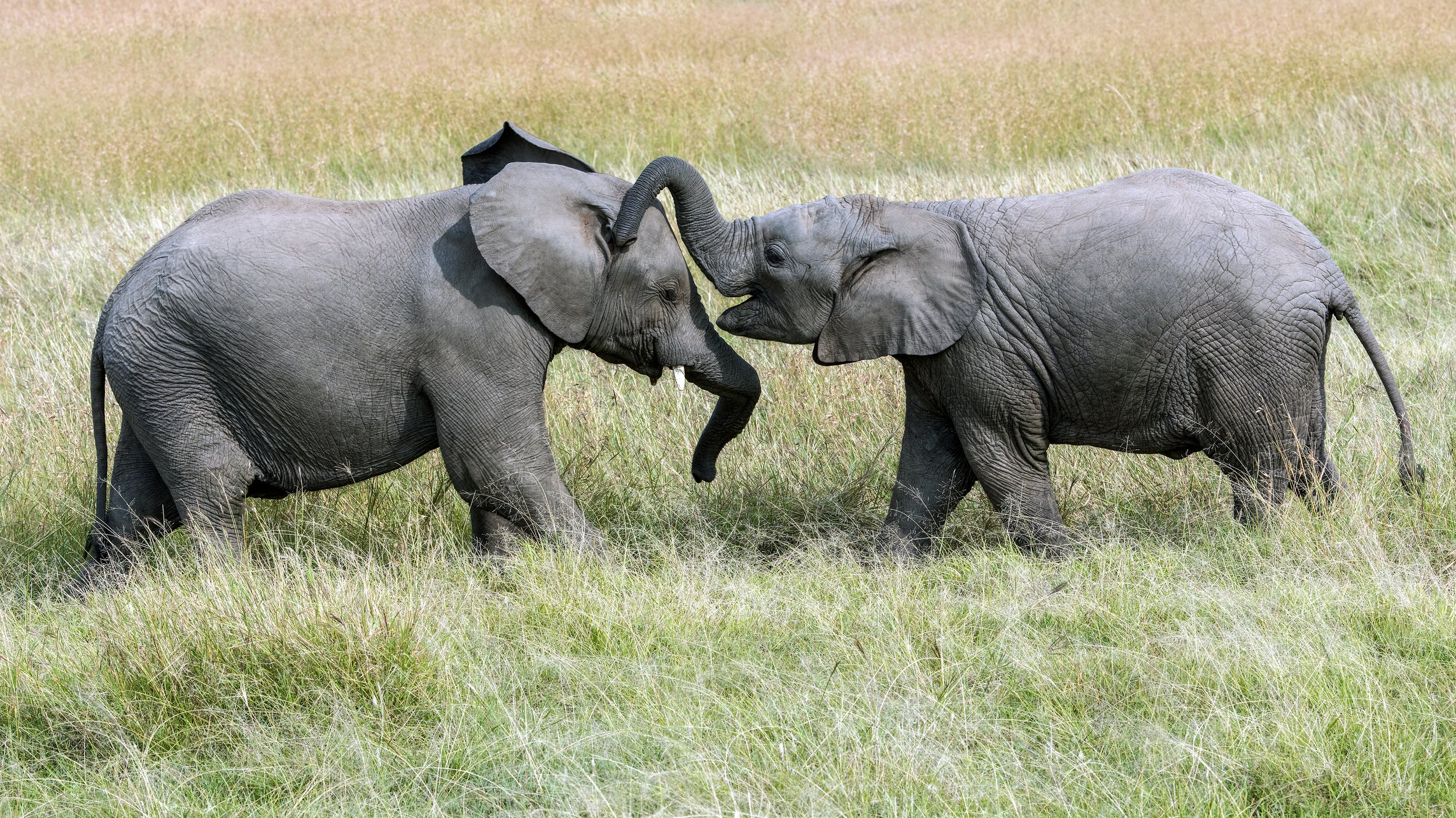 Elephants Playing.jpg