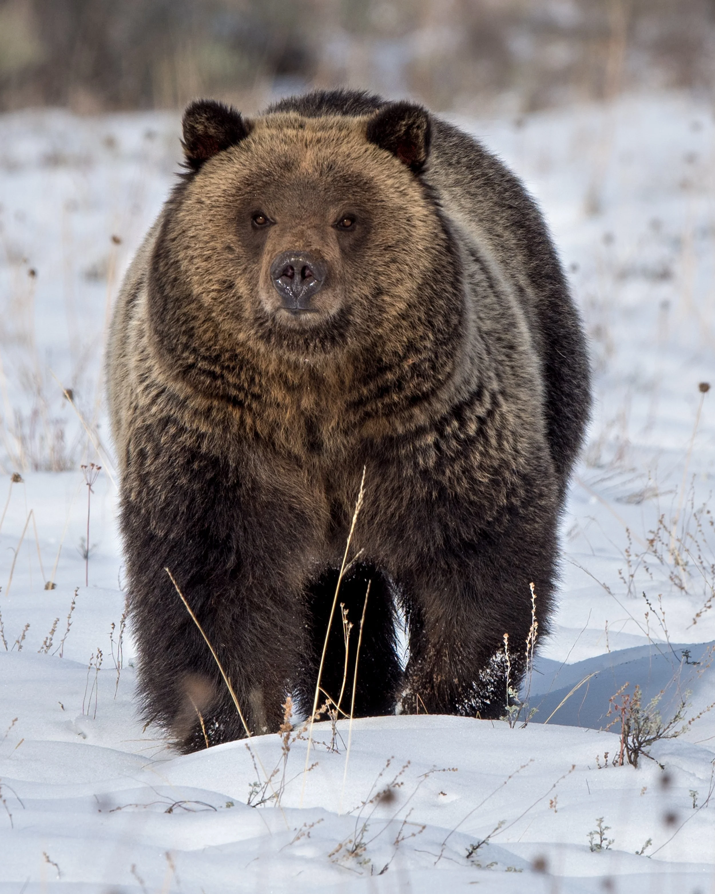 Grizzly Bear Blondie.jpg