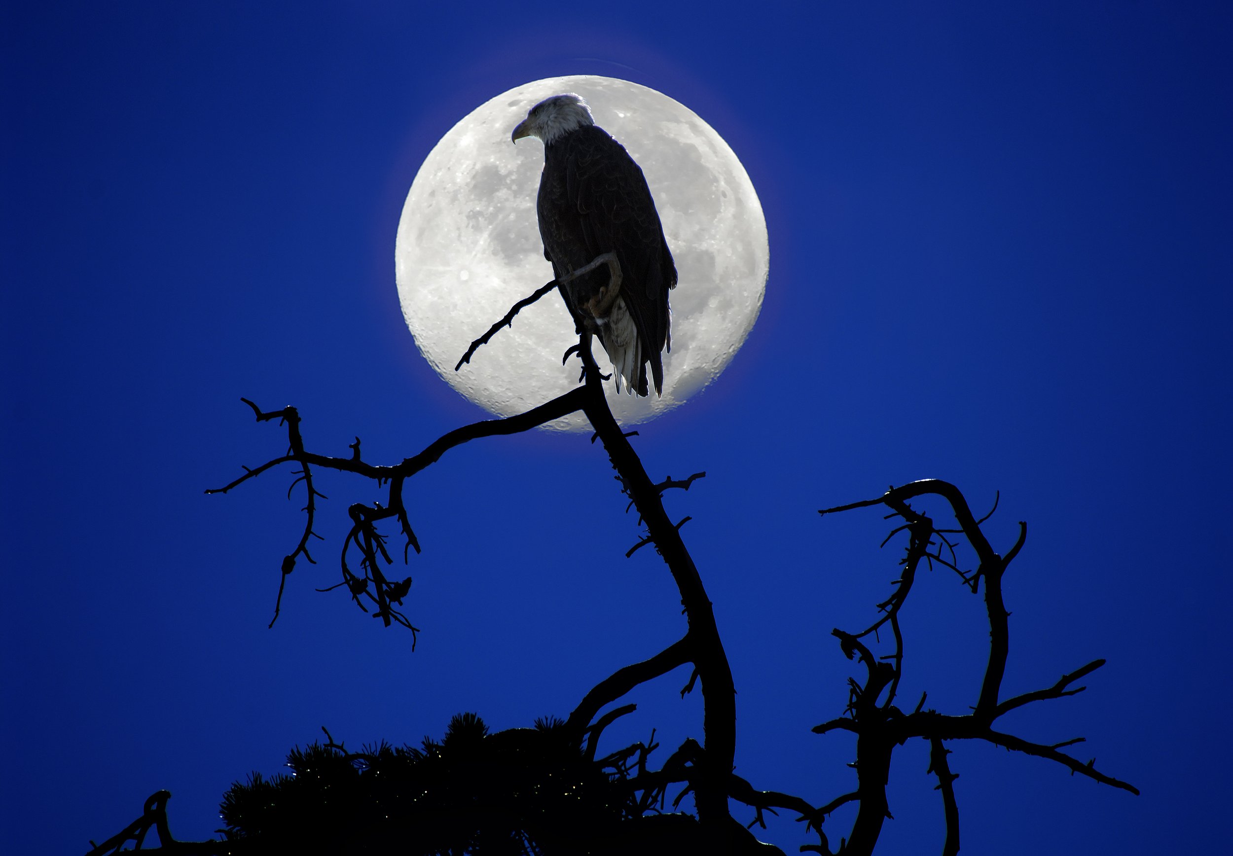 Eagle Full Moon.jpg