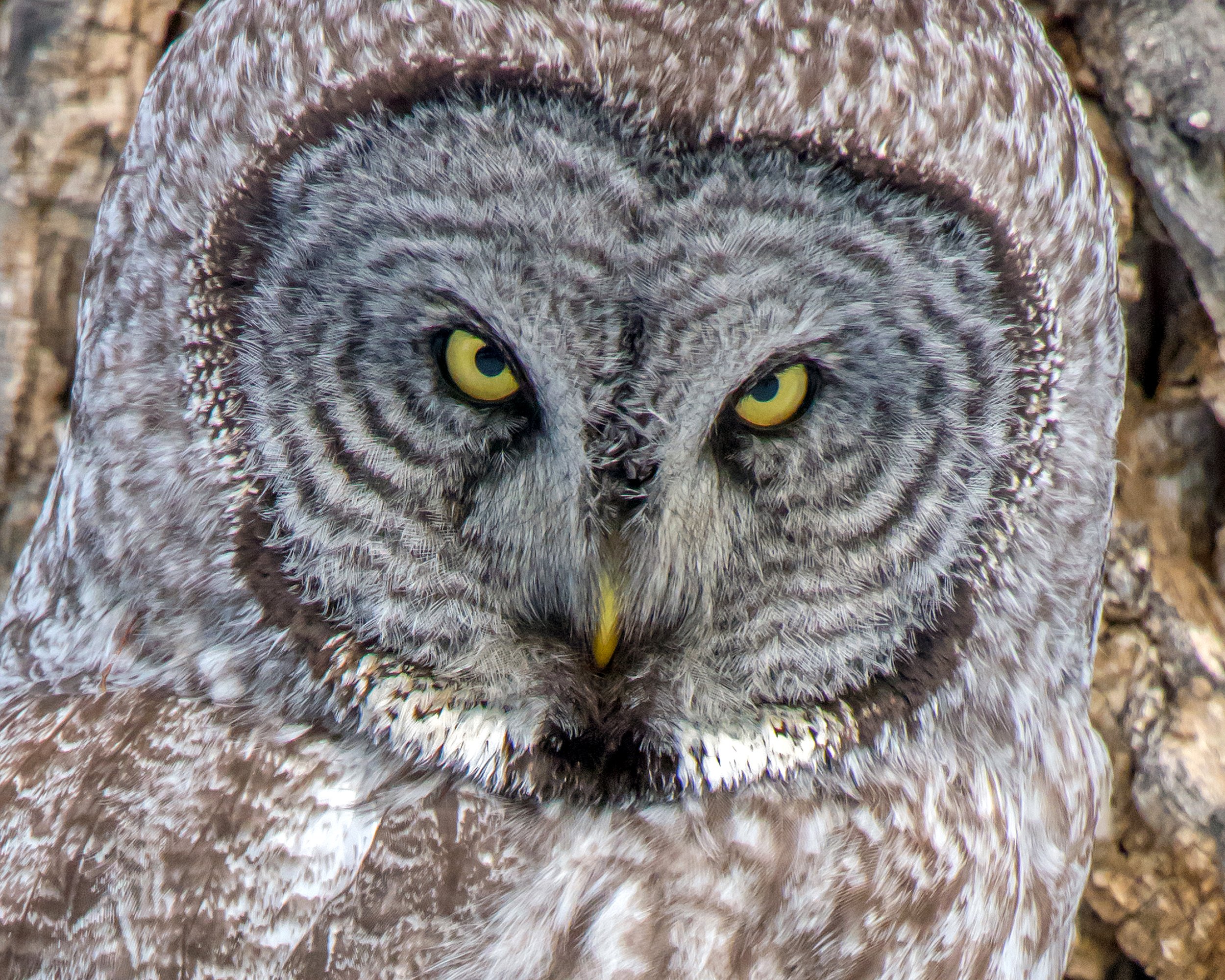 Great Grey Owl.jpg