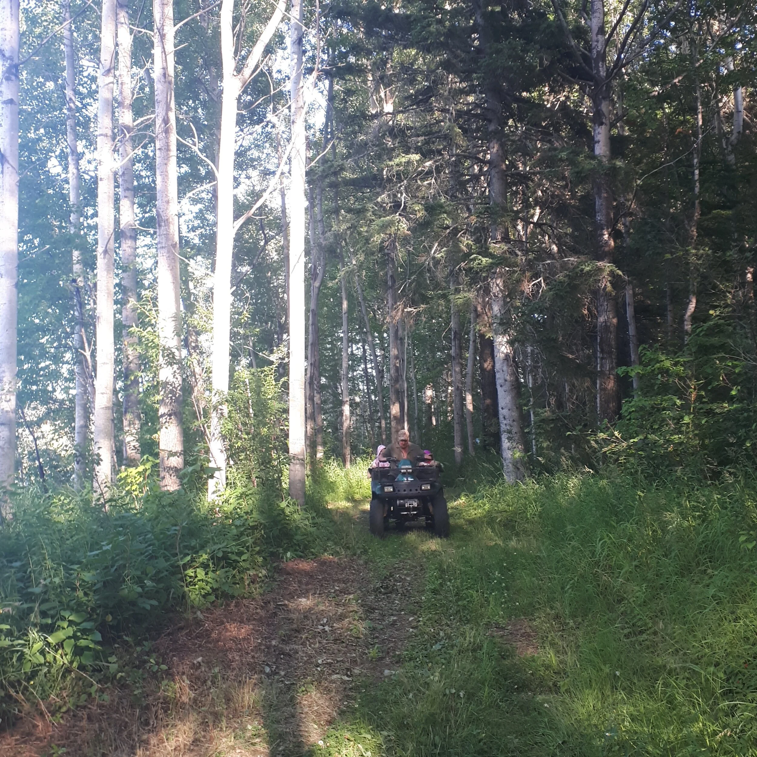 Une personne conduisant un quad dans une forêt dense avec des arbres hauts et de la verdure.