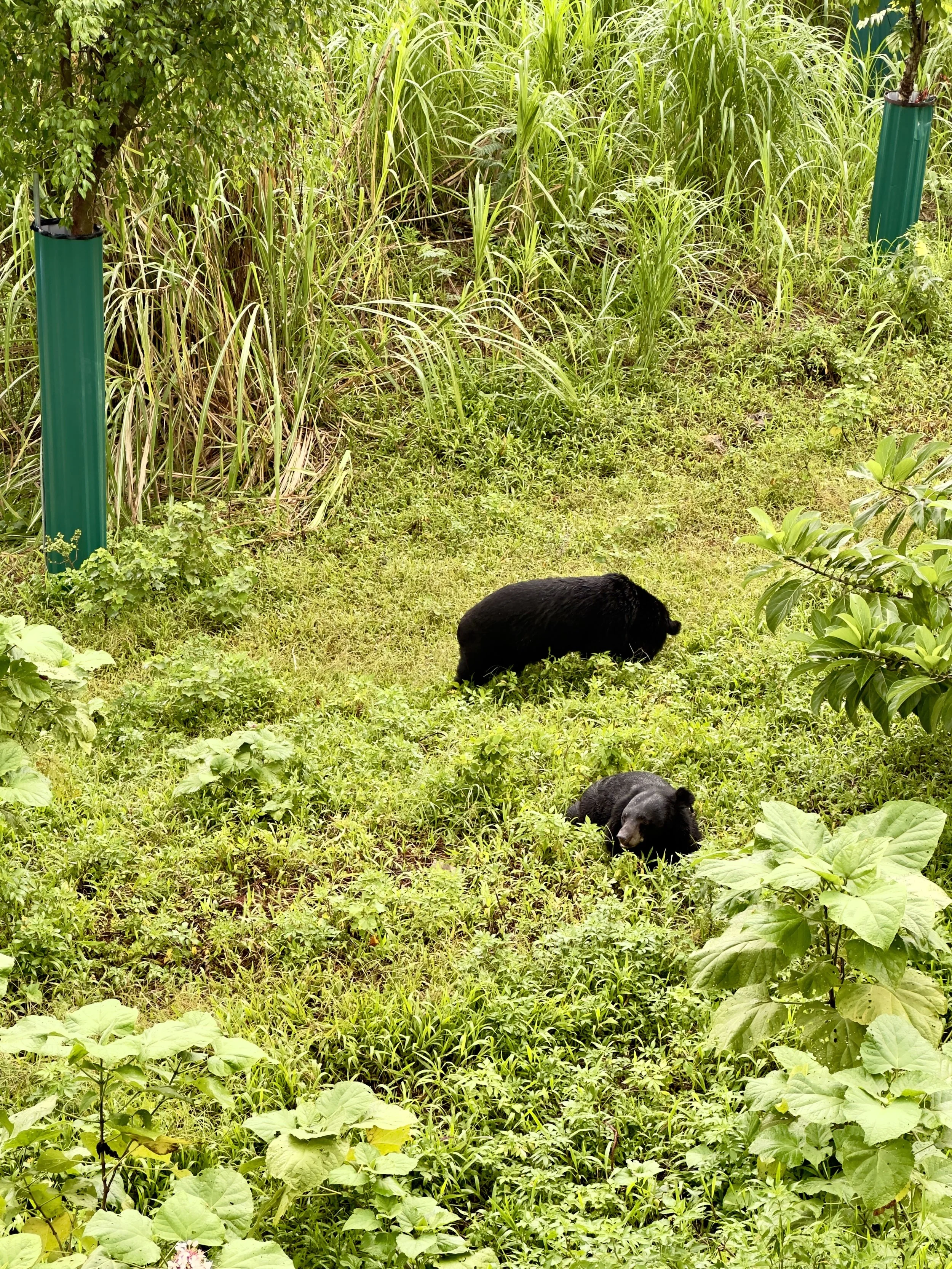 Twee zwarte beren in een groene, dichtbegroeide tuin met gras en grote bladeren.