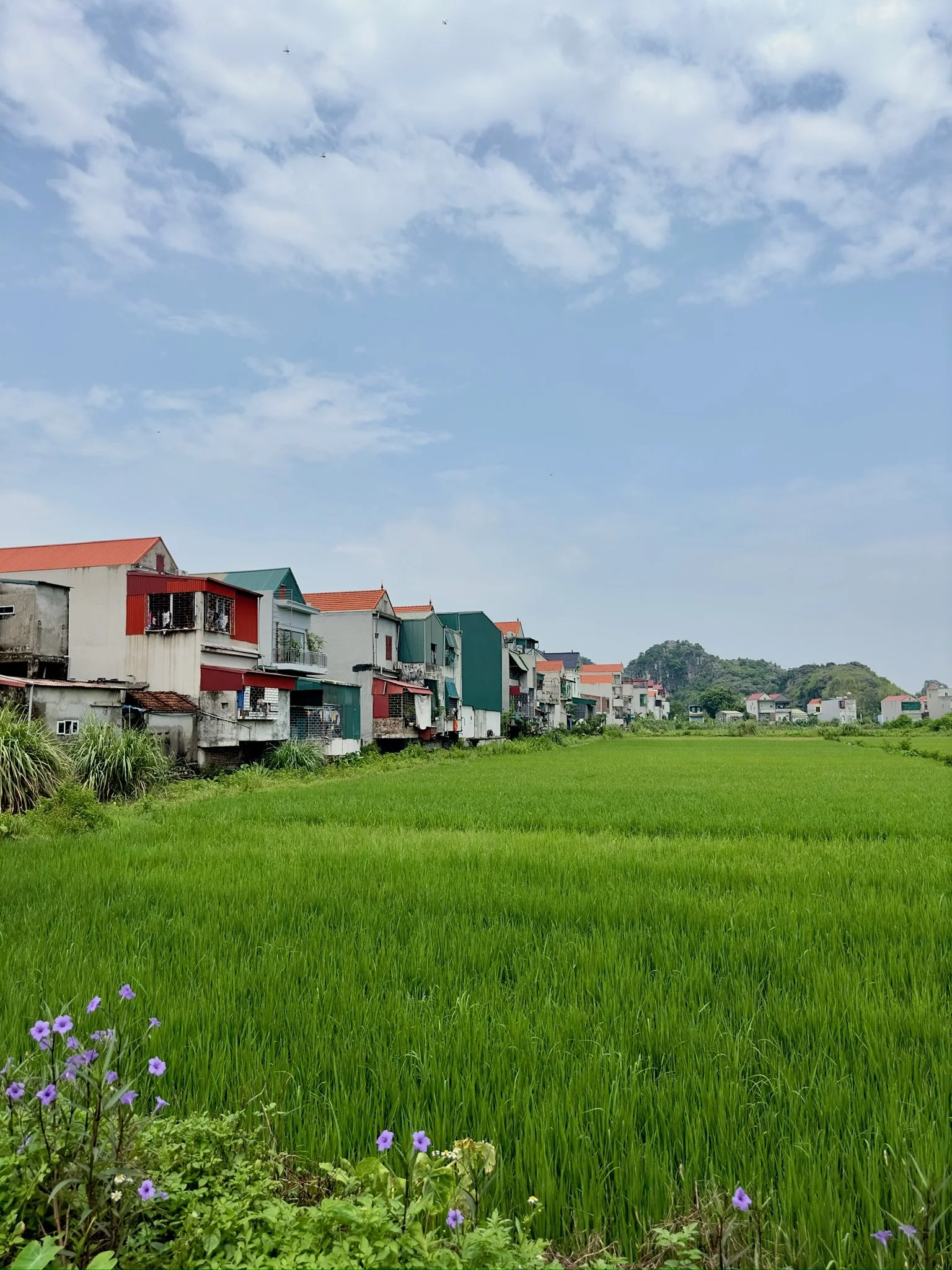 Rijen gekleurde huizen langs een groen rijstveld onder een blauwe lucht met wolken.