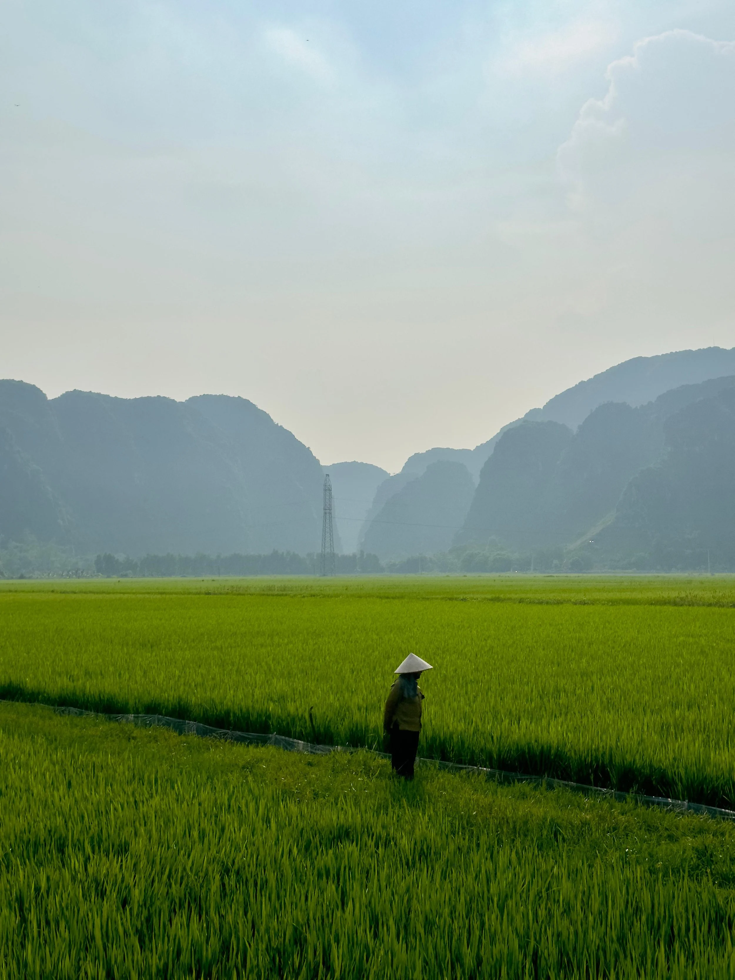 Een persoon met een Vietnamees hoedje staat in een groen rijstveld, met bergen op de achtergrond en een heldere lucht.