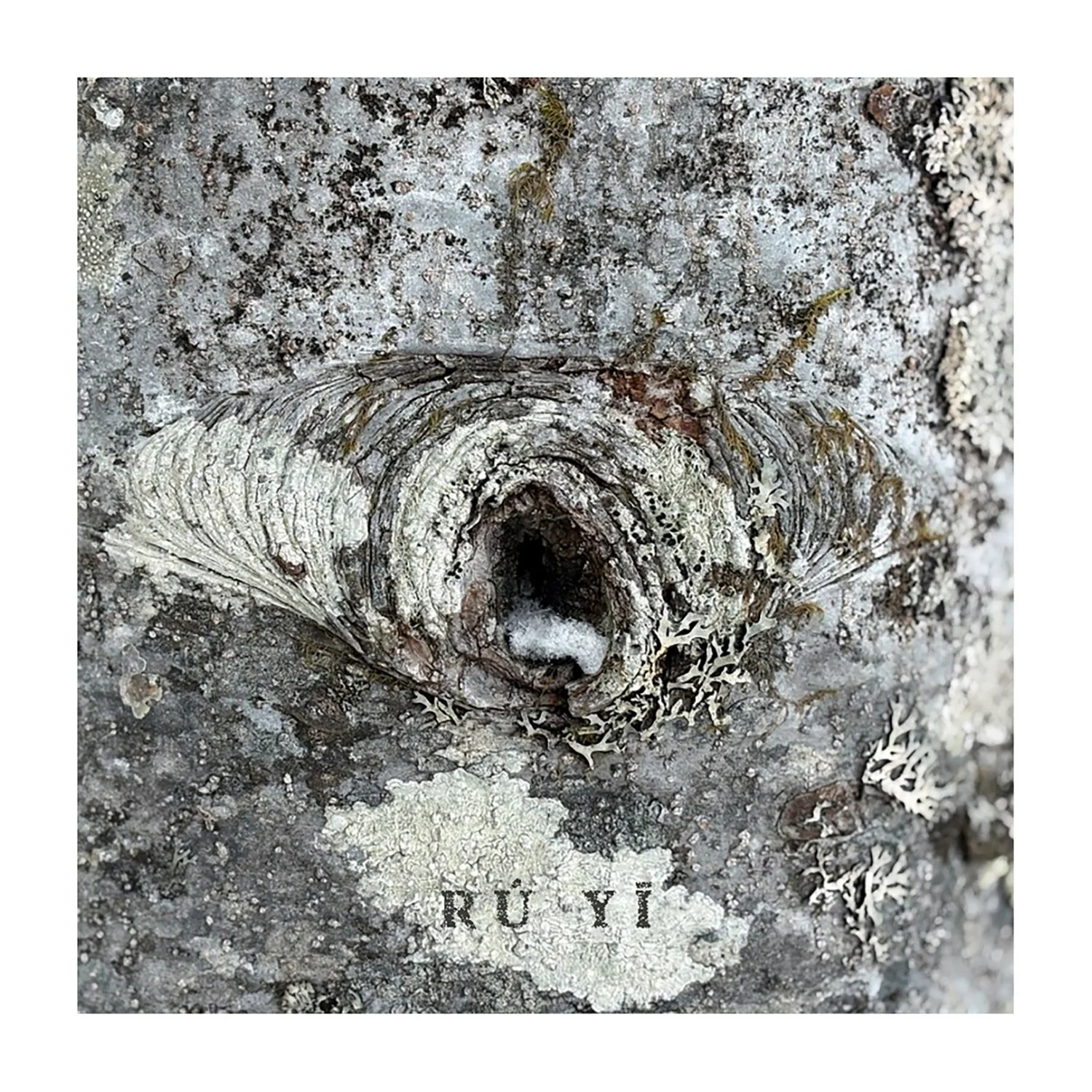 tree eye.jpg