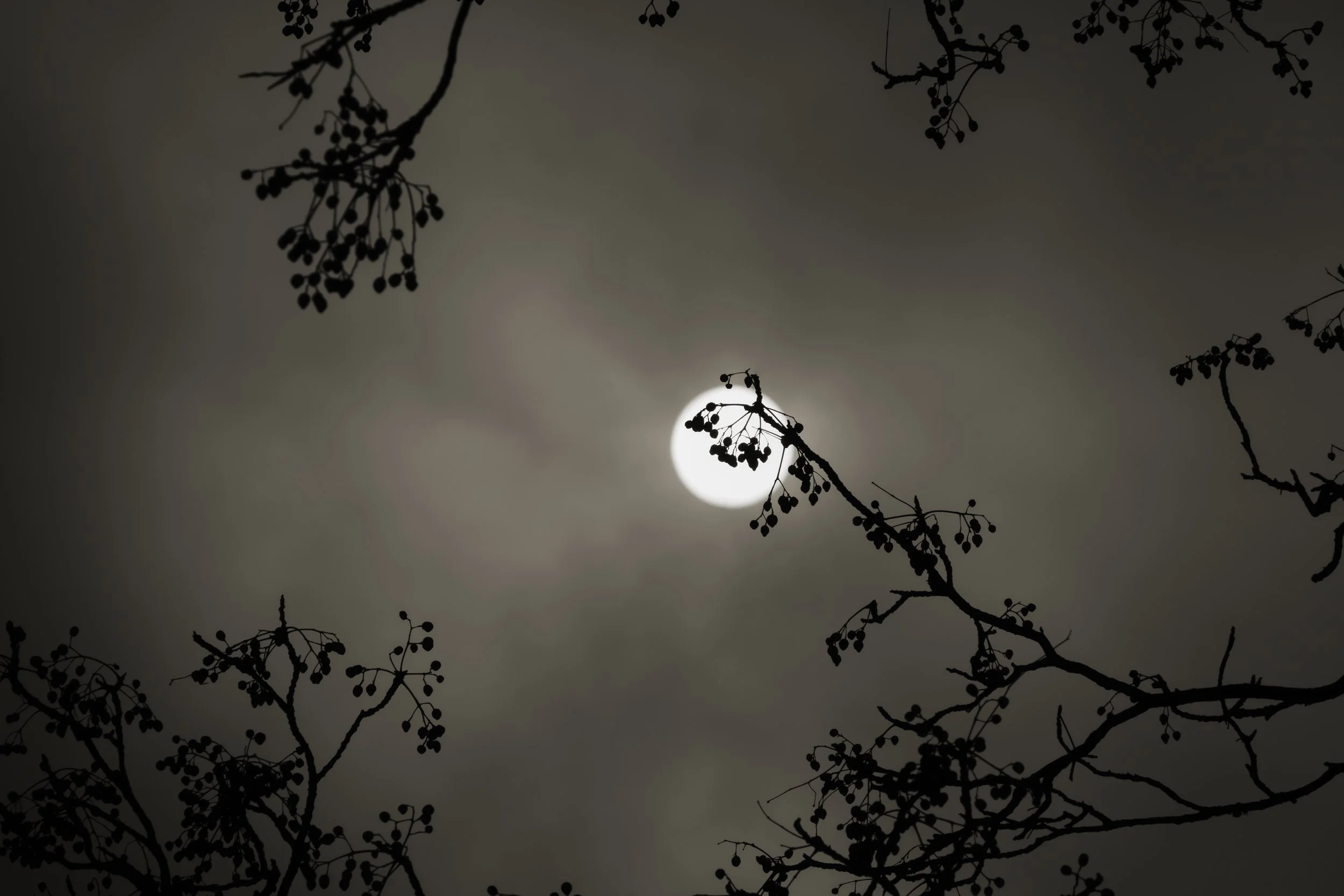 Carolina Baldomá, Untitled; from the series I Was Once Between the Moon and the Sun 2020
