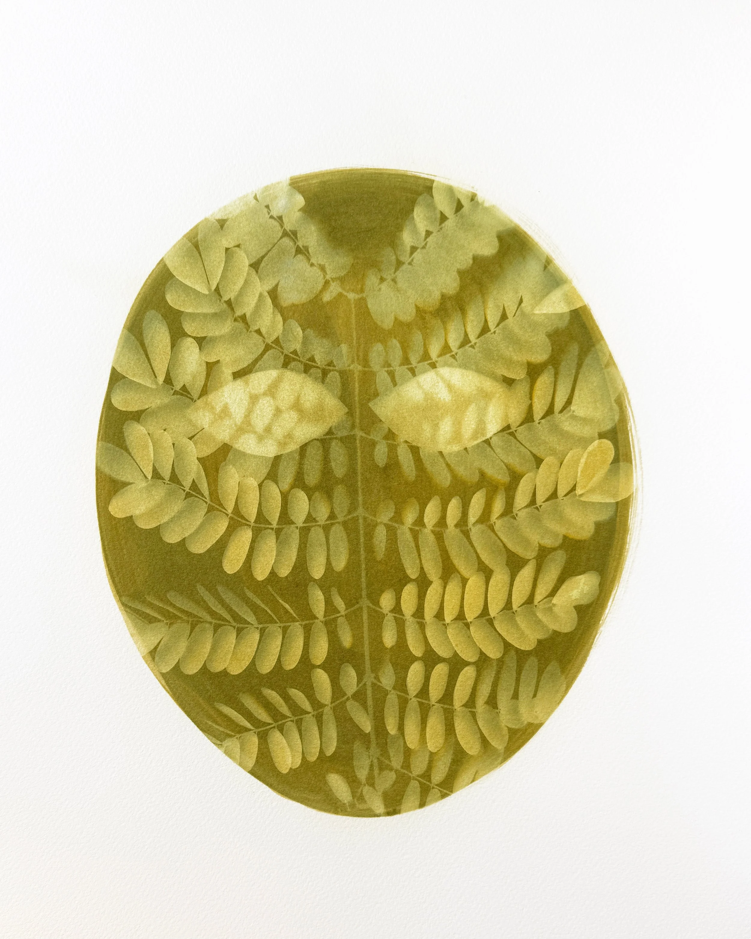 Lucía Pizzani, Acacia Mirada, Solares Series, 2026, 46X38 cm, Photosensitive ink on cotton paper.