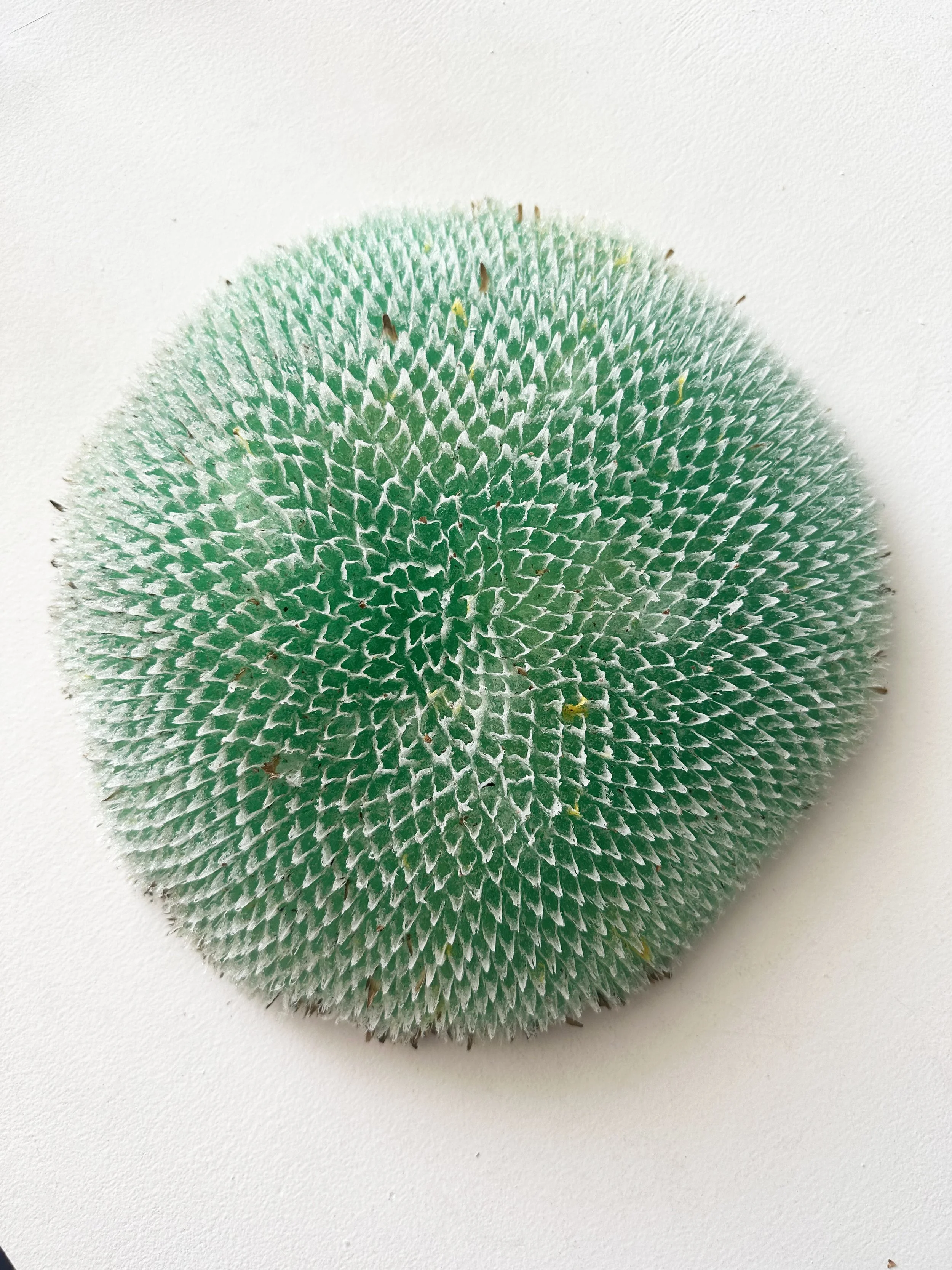 Sunflower Florets Sculpture
