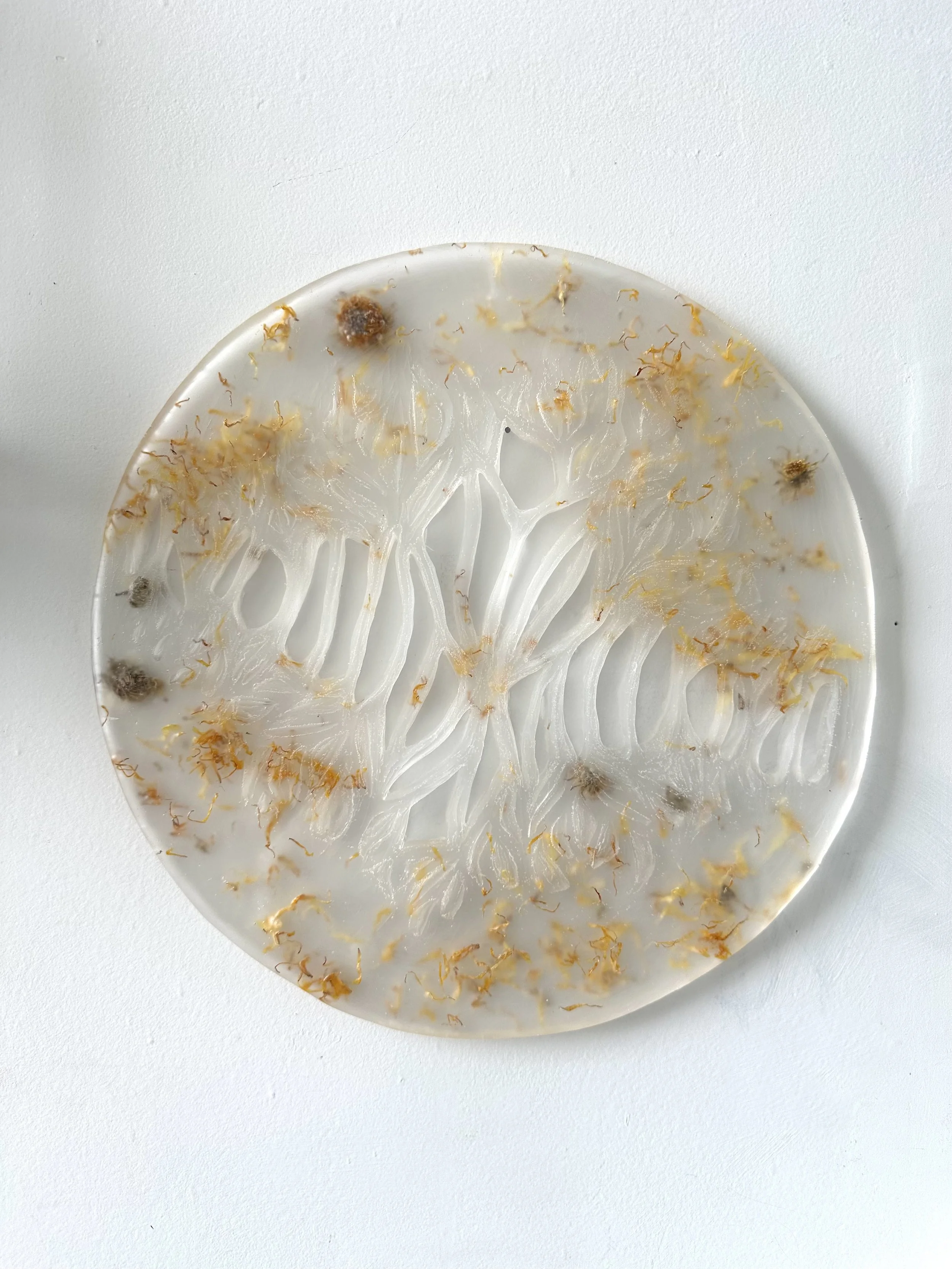 Entropy Calendula Sun