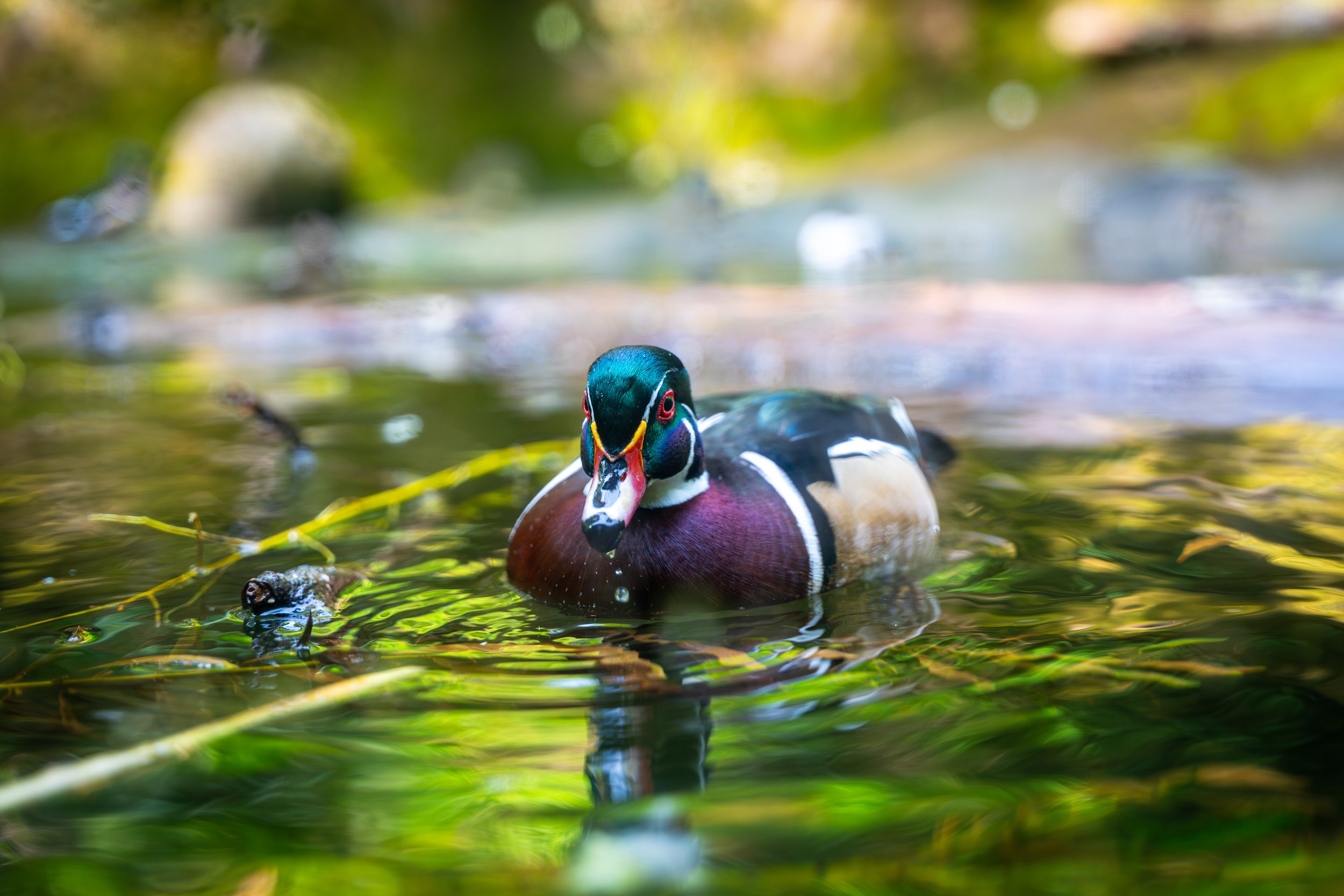 A colorful mallard duck swimming in a pond with blurred green foliage in the background.