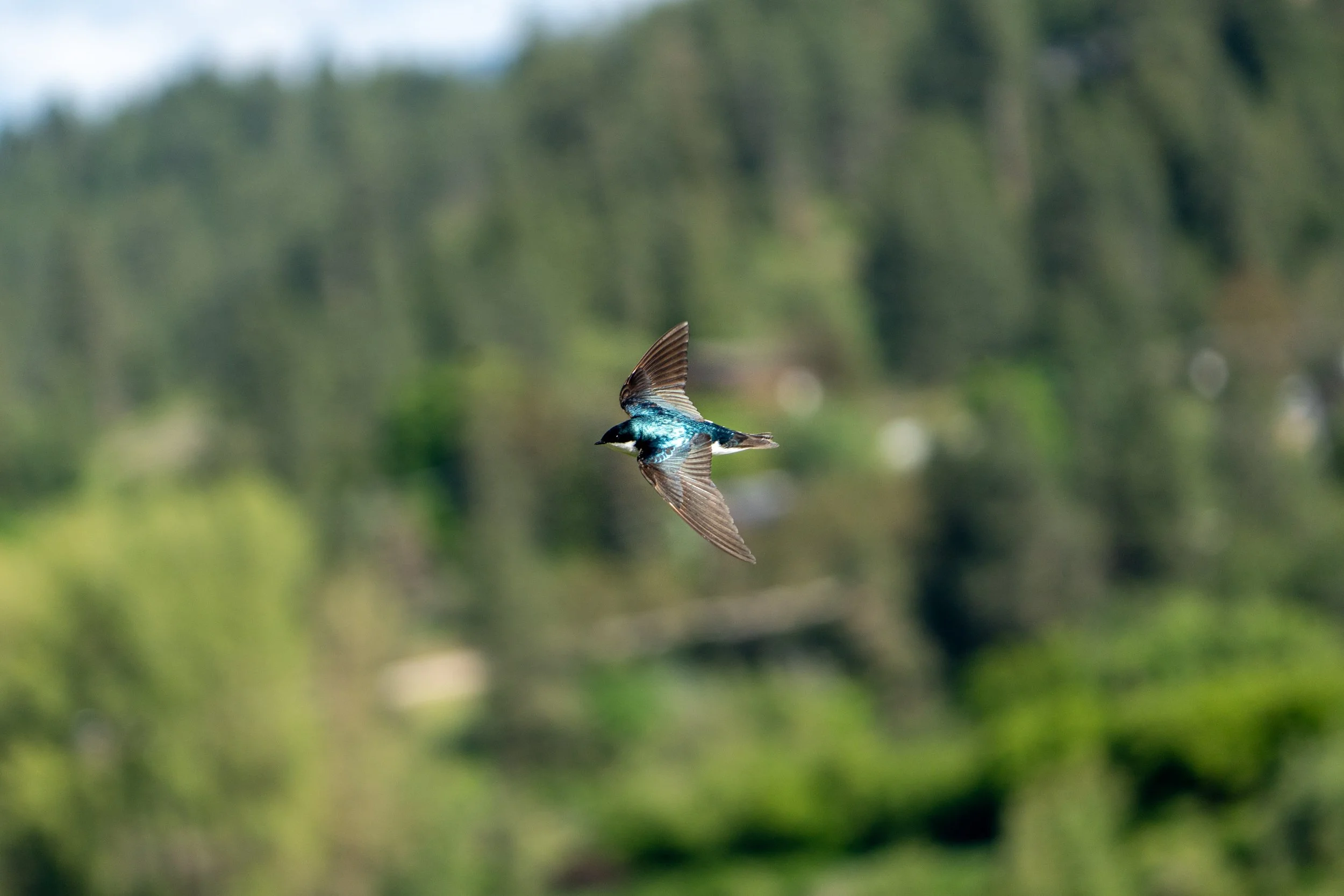 A bird with iridescent blue and black plumage in flight over a green natural landscape.