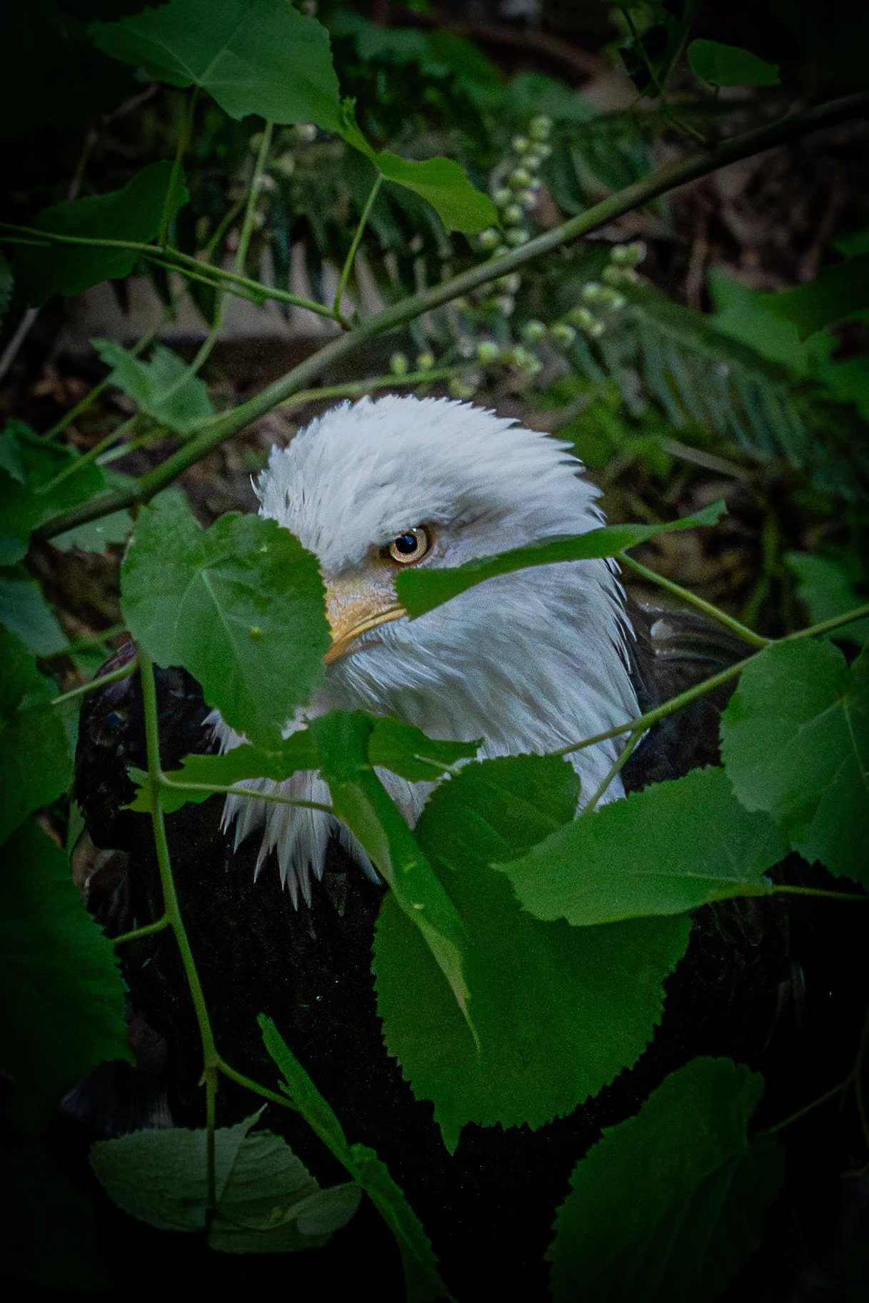 A bald eagle partially hidden among green leaves and plants.