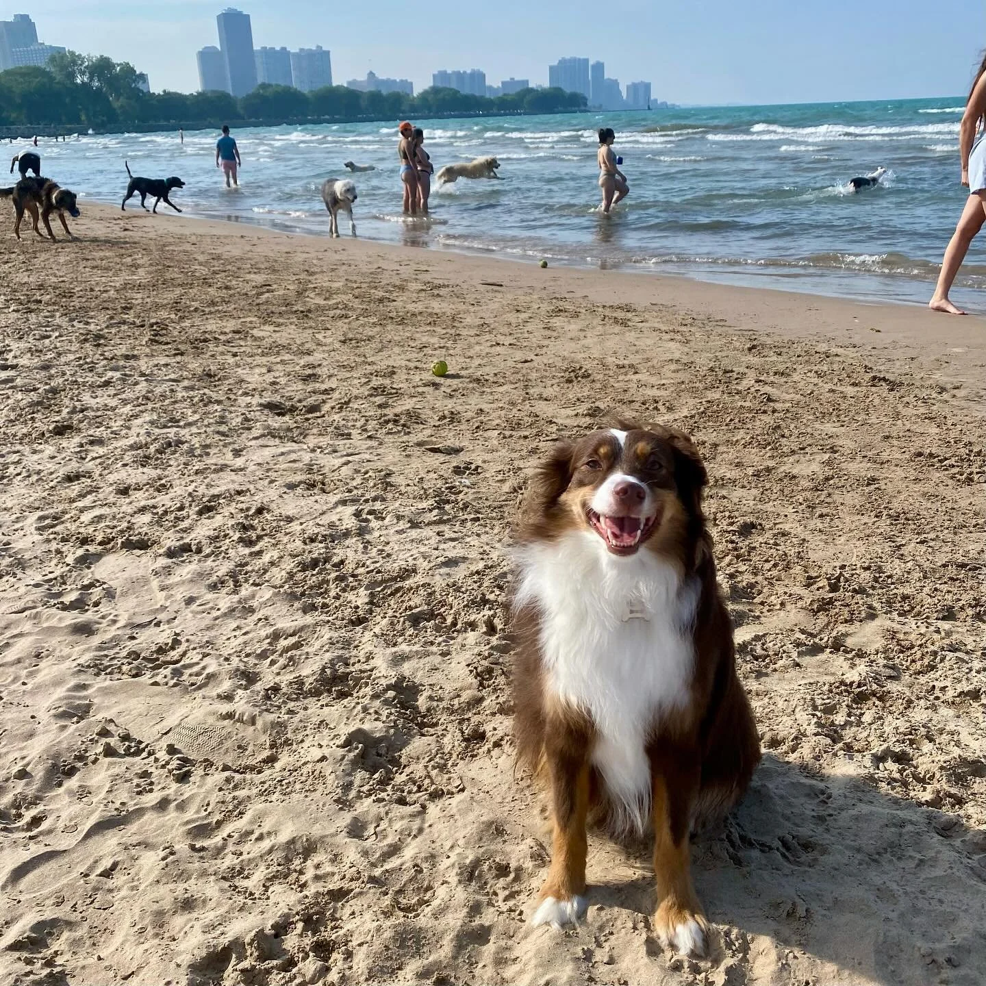 If you&rsquo;re wondering what a good boy at the beach looks like, see above. He didn&rsquo;t want to mess up his hair, but he did get his toes wet once. #montrosebeachchicago #montrosedogbeach #miniaussie