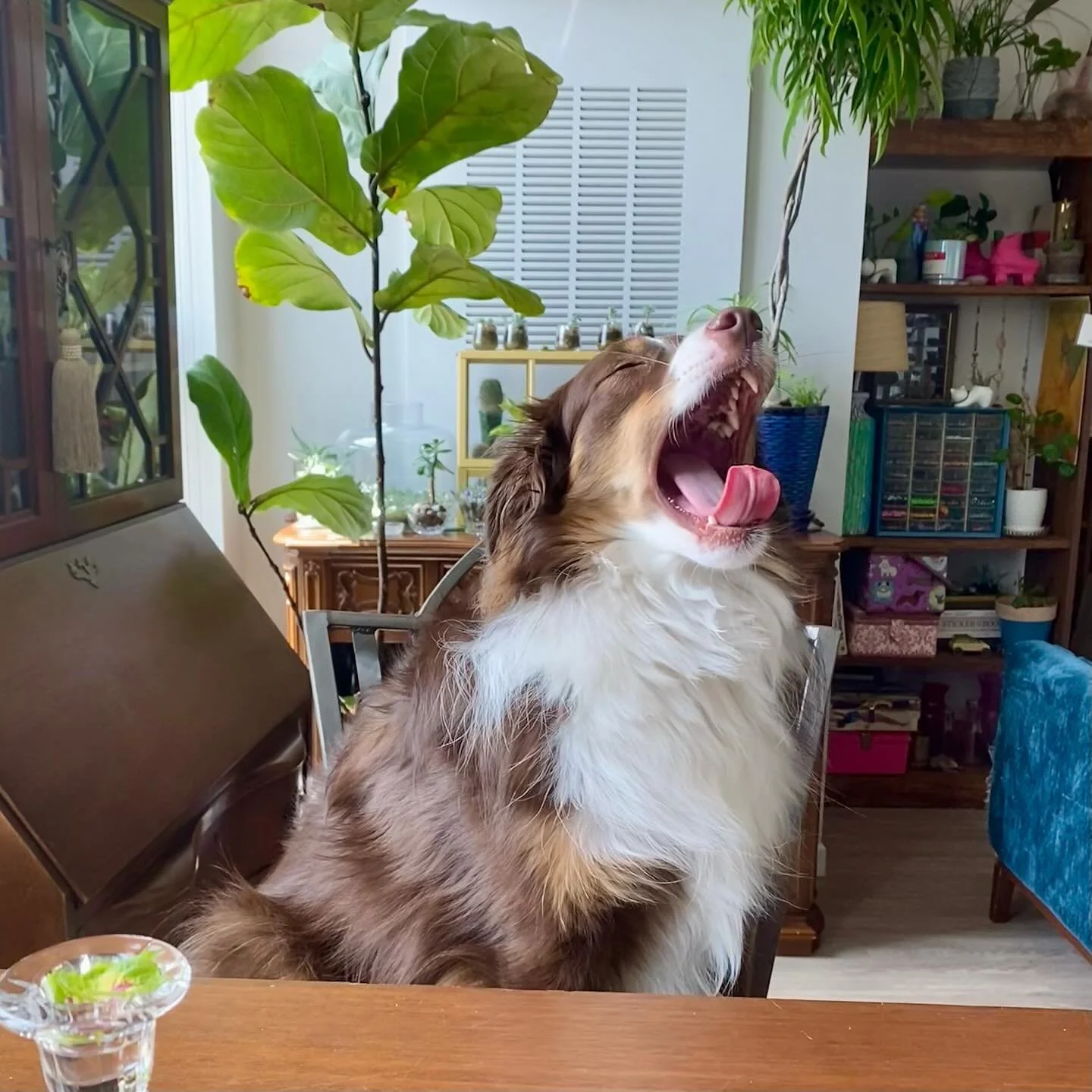 Welp, looks like Monday decided to happen again. #miniaussiesofinstagram #miniaussielove #miniaussie