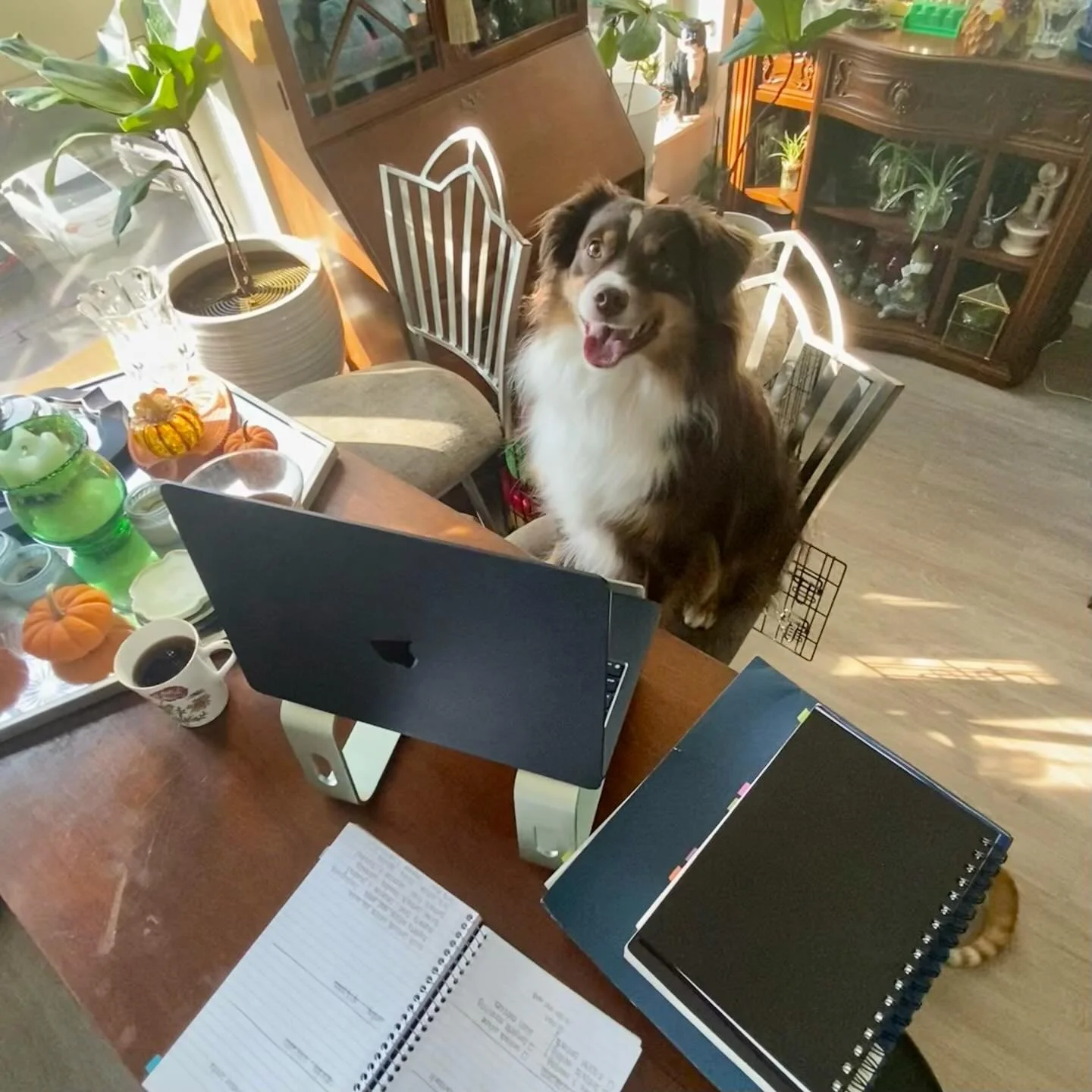 New exam strategy. Send the dog to do it. It&rsquo;s just like Airbud, but the law school version. There is no rule that says dogs can&rsquo;t take law school exams. #airbud #miniaussiesofinstagram