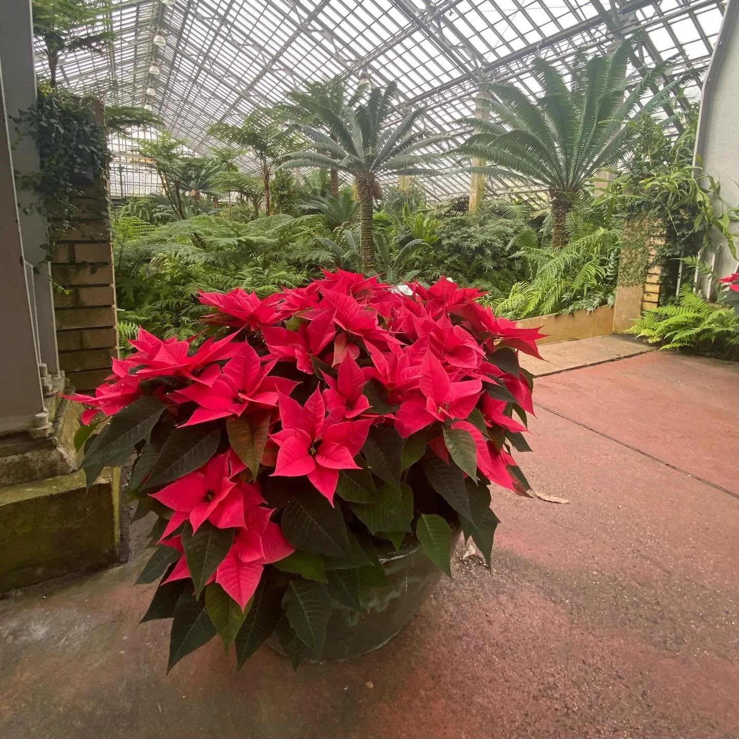 Winter Flower Show: Merry &amp; Bright, so glad I visited today 💚 #winterflowershow2025 #garfieldparkconservatory #poinsettia #vikingcinnamonpoinsettia #lemonglowpoinsettia #Chorushotpinkpoinsettia