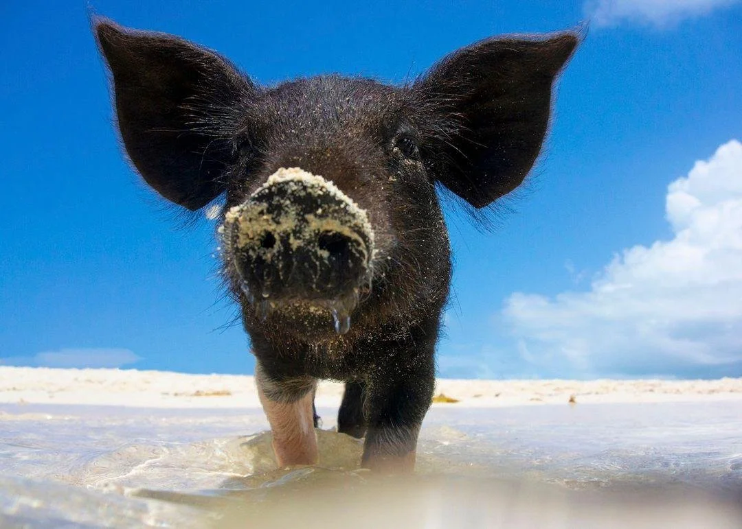 Your own slice of paradise is waiting in the Exumas, one of the most scenic islands in the Bahamas. 🌴

Envision yourself on this beautiful island, where laid-back vibes meet luxury. When you're ready to explore, you might just find yourself swimming