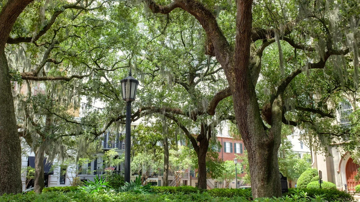 A peaceful urban park scene with large trees, green bushes, and a black street lamp with buildings in the background.