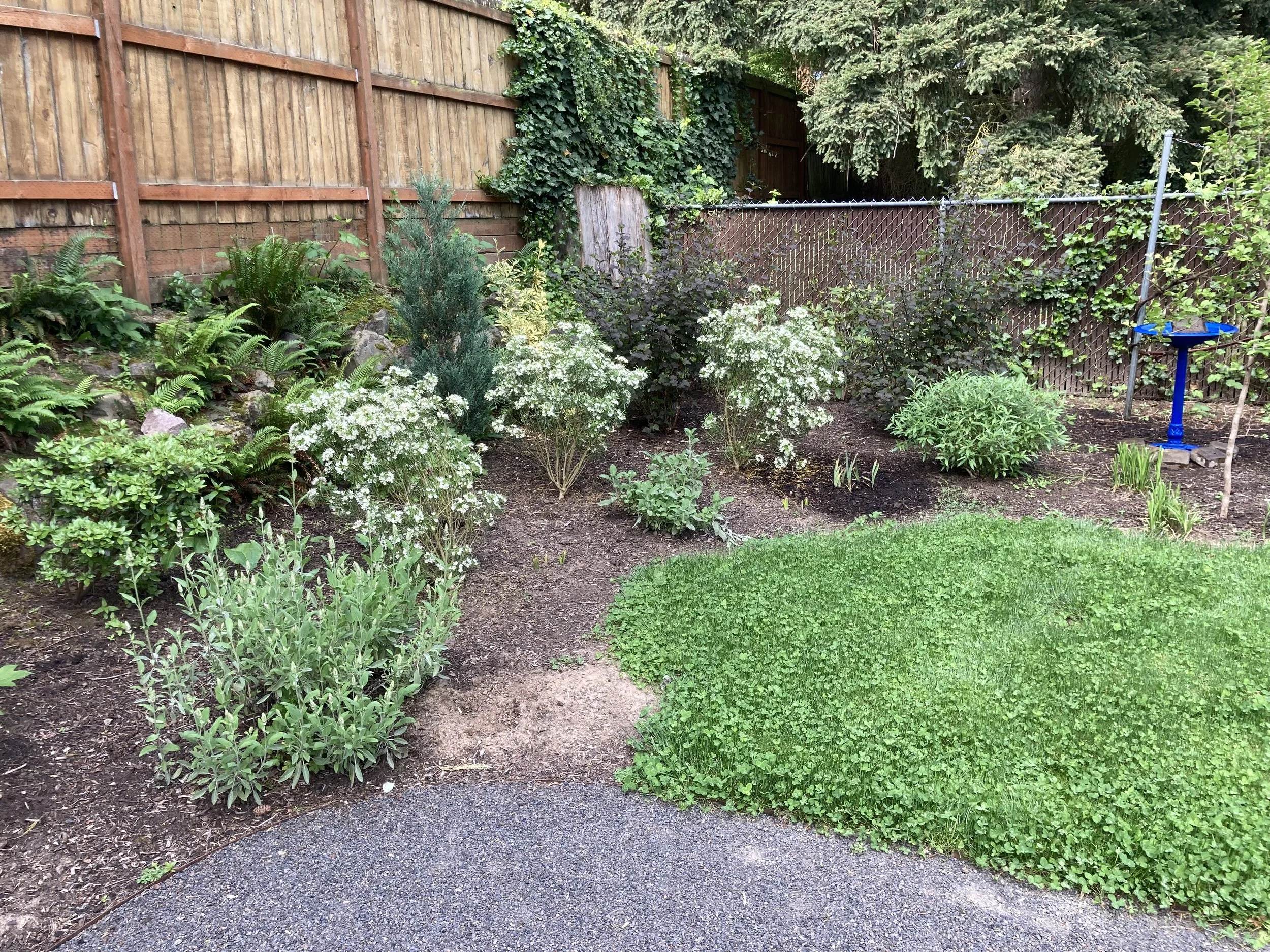 A backyard garden with various green plants, shrubs, and white flowers, enclosed by wooden and chain-link fences, with a blue birdbath on the right side.