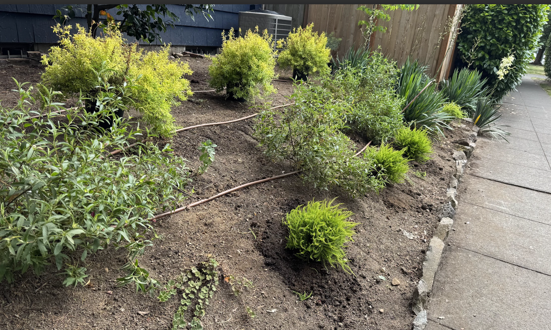 A neatly maintained garden bed with green shrubs and plants, separated from a sidewalk by a row of rocks, with a black house siding on the left and a wooden fence in the background. An irrigation tube runs through the soil.