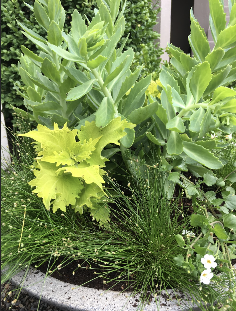Container Garden Pick Me Up