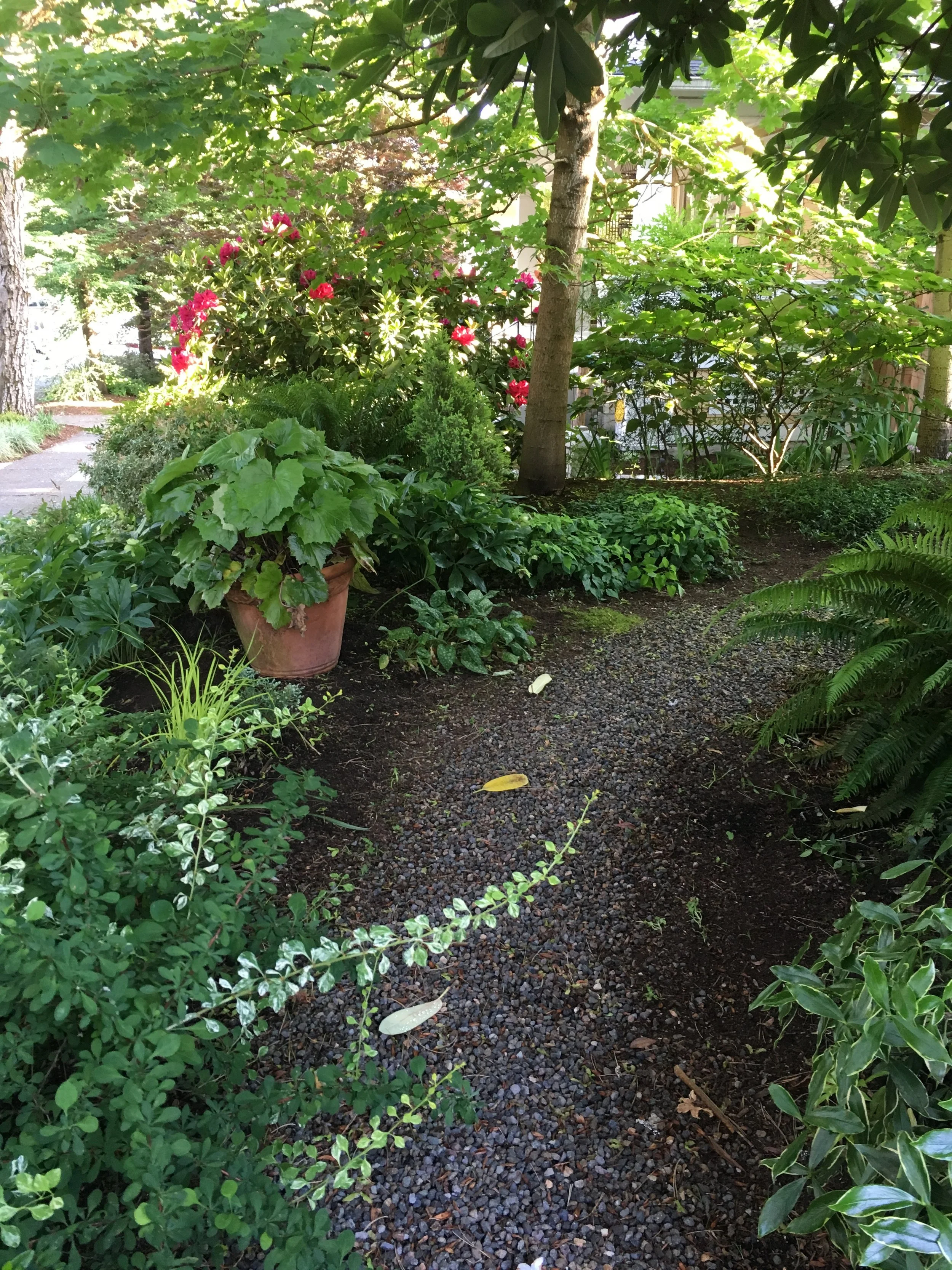 spring older abby path .JPG