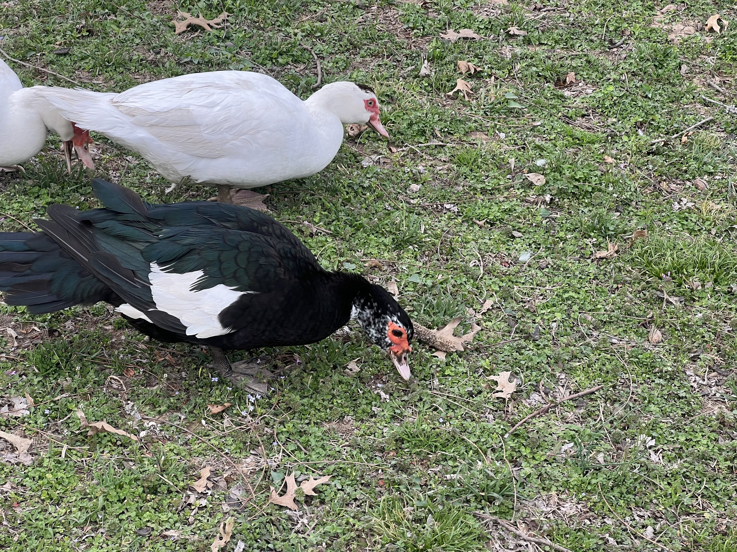 IMG_0744.jpeg