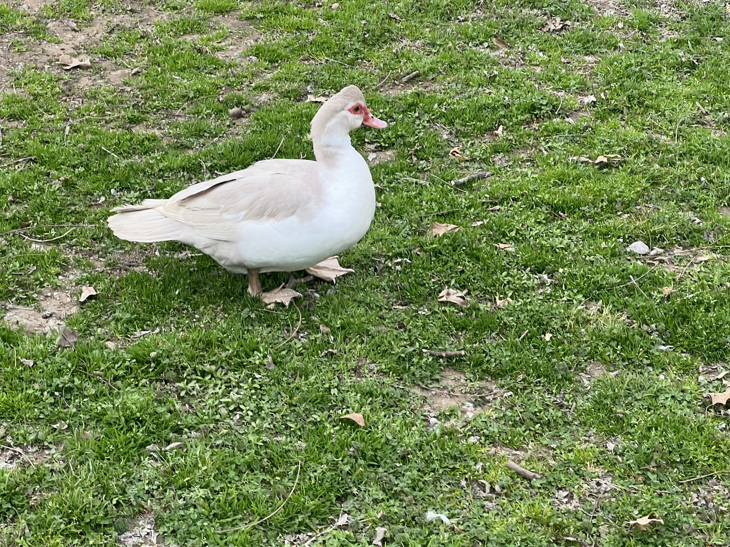 IMG_0740.jpeg