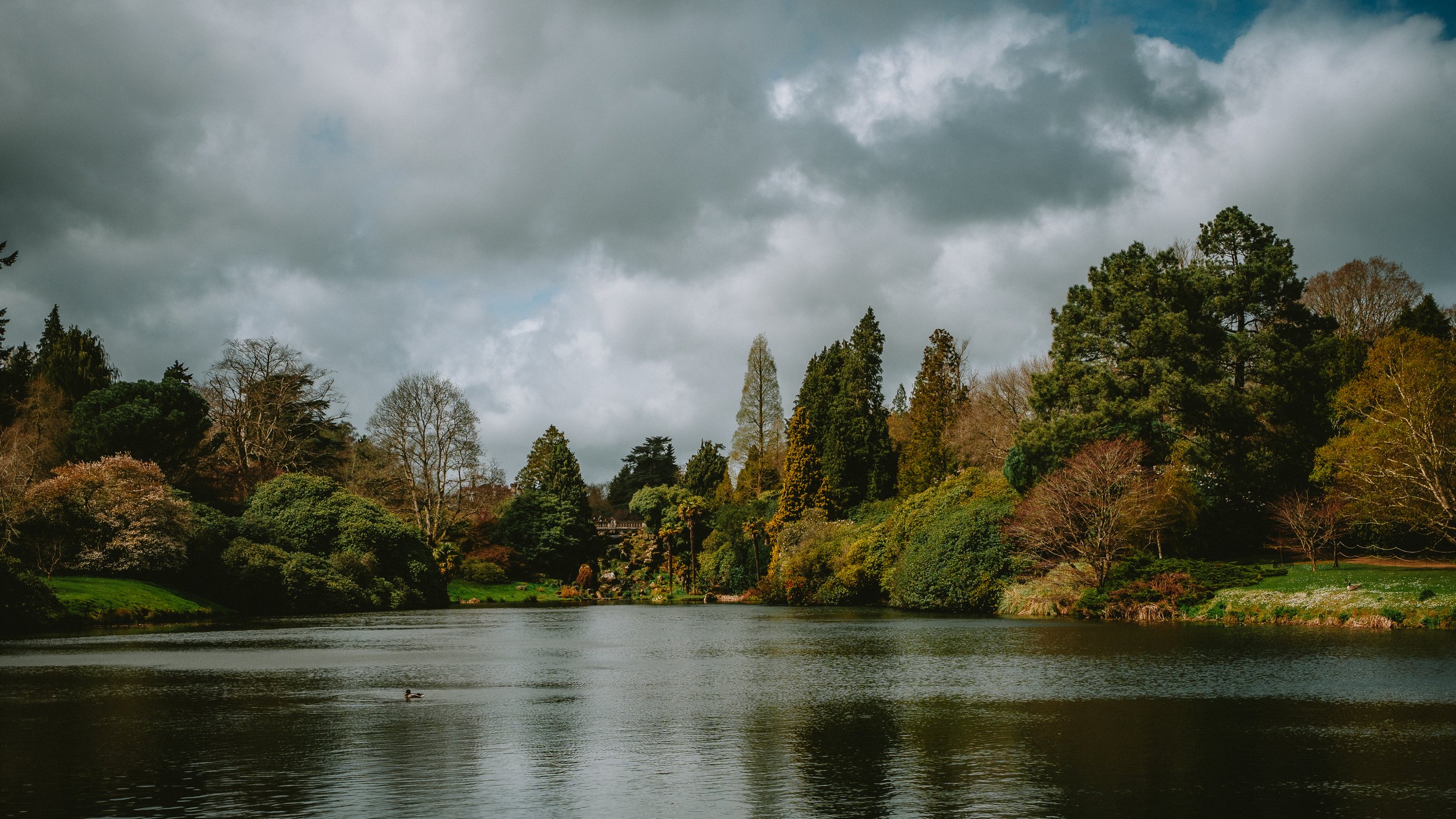 lake-with-duck-dramatic-skies-calm-landscape.jpg
