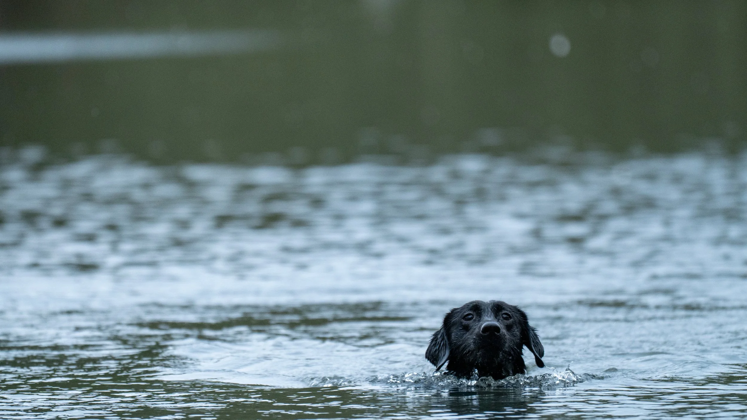 black-dog-swimming-calm-lake-reflections-nature.jpg