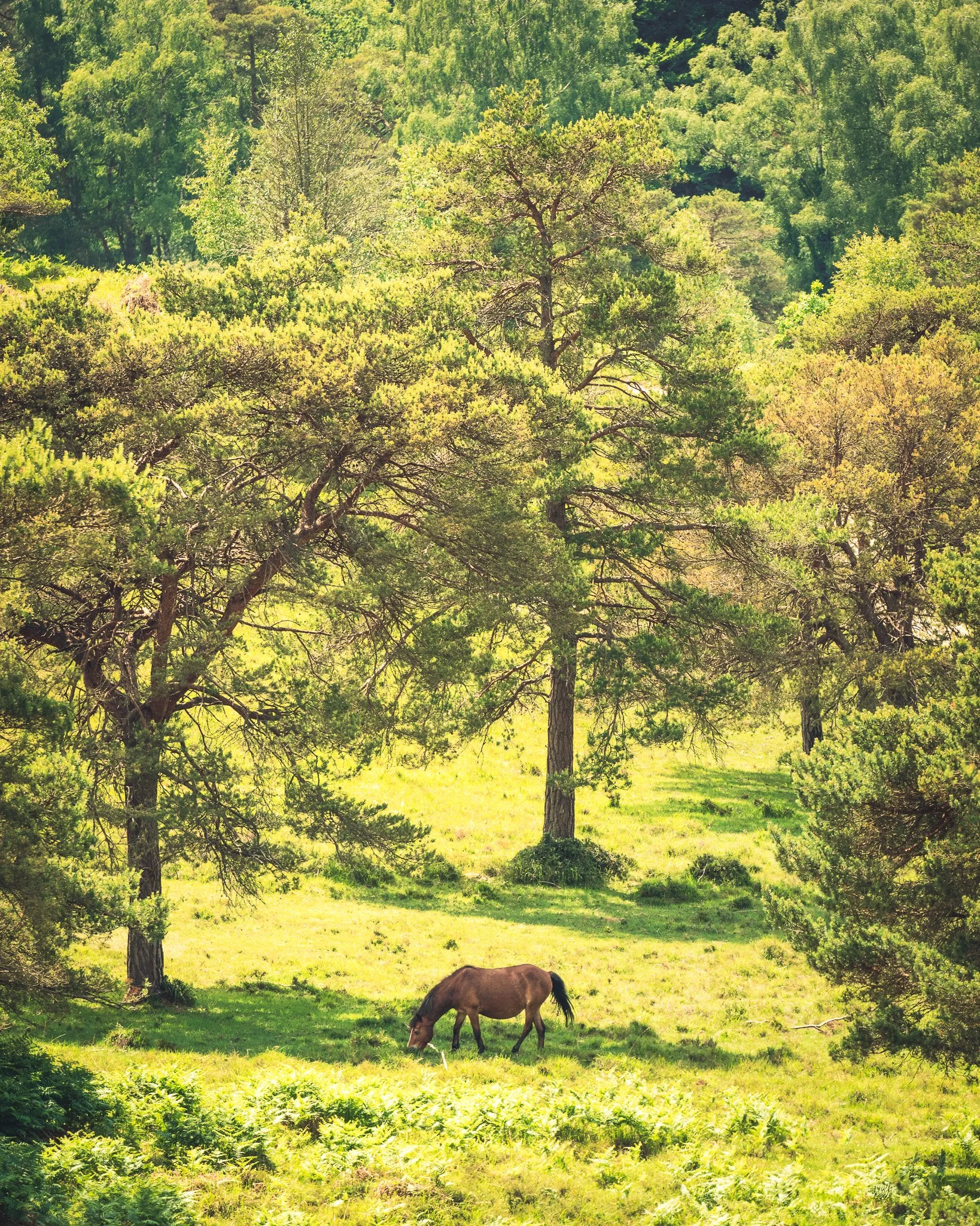 A lone pony grazes peacefully in a sunlit New Forest glade, surrounded by towering pine trees and vibrant summer greenery.