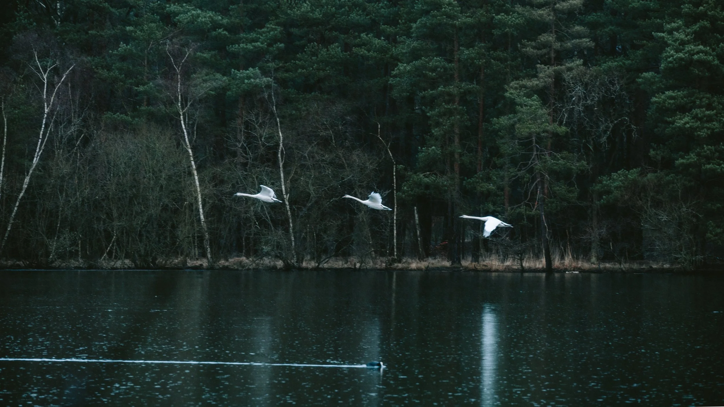 swans-flying-over-forest-lake-moody-wildlife-scene.jpg