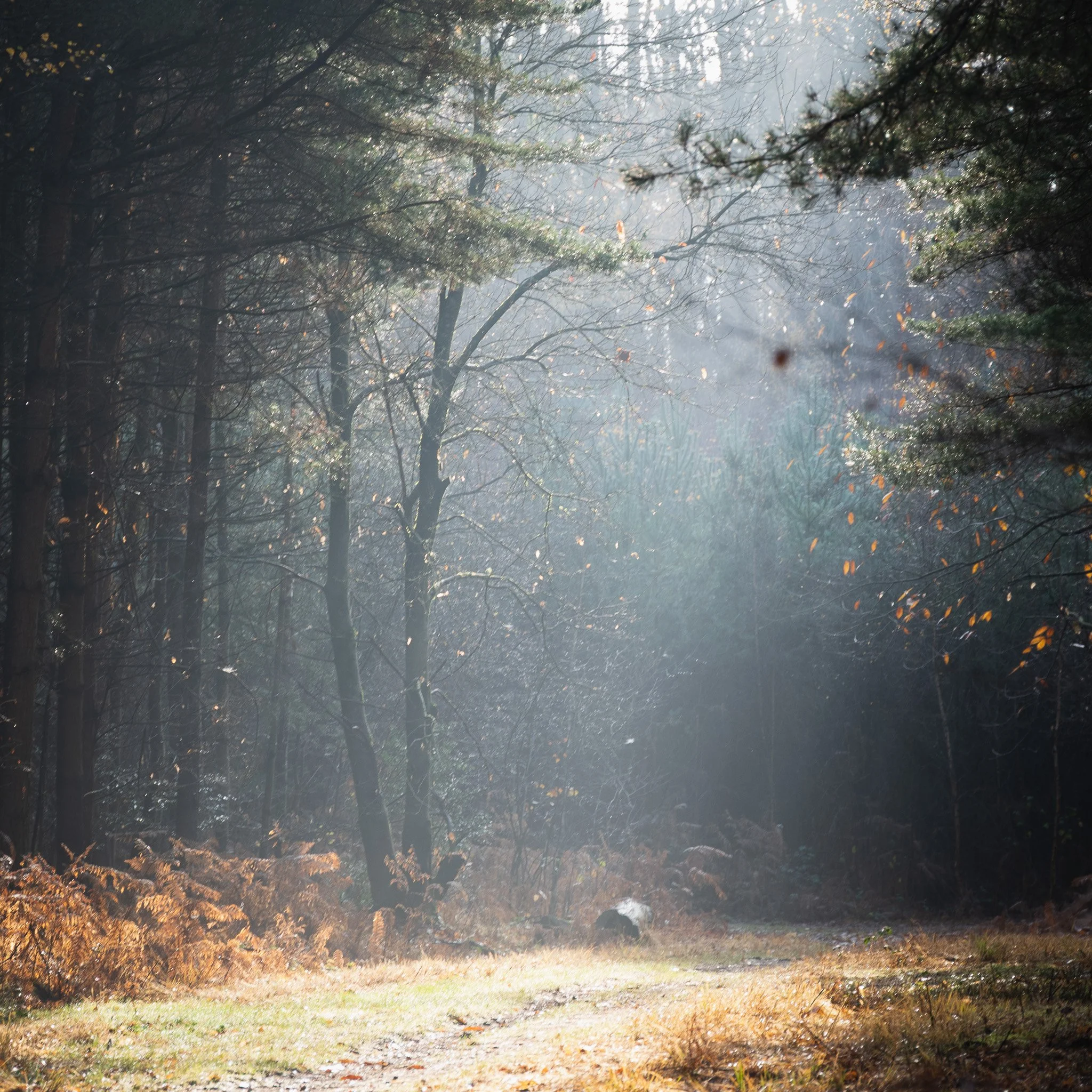 Sunlight shining through a dense forest with trees and fallen leaves on the ground.