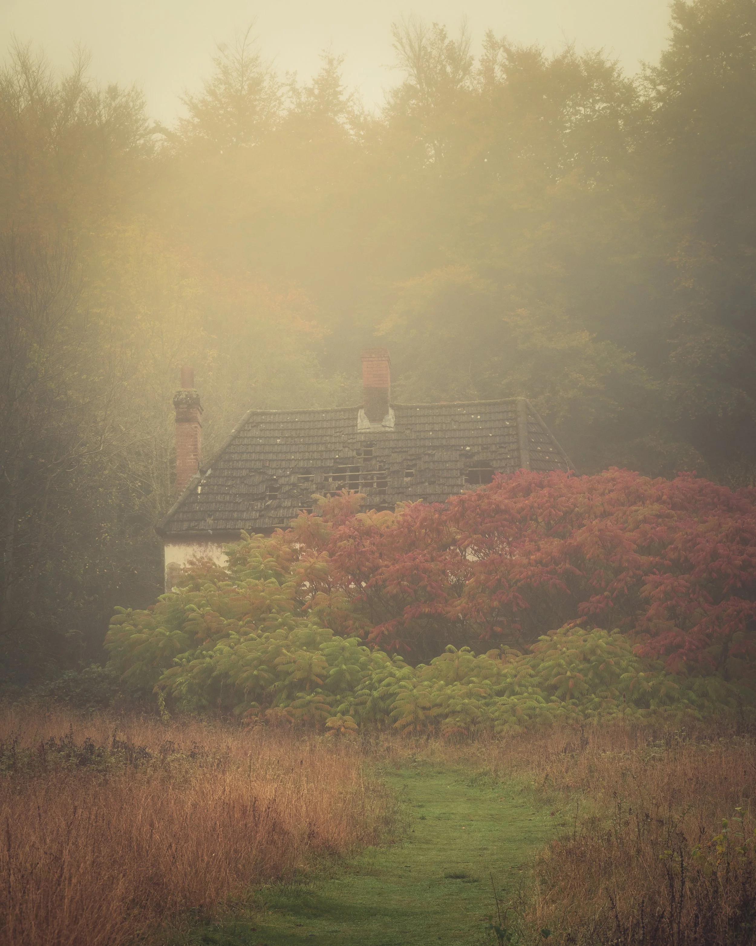 An overgrown cottage stands hidden in the mist, framed by vibrant autumn foliage and soft morning fog.