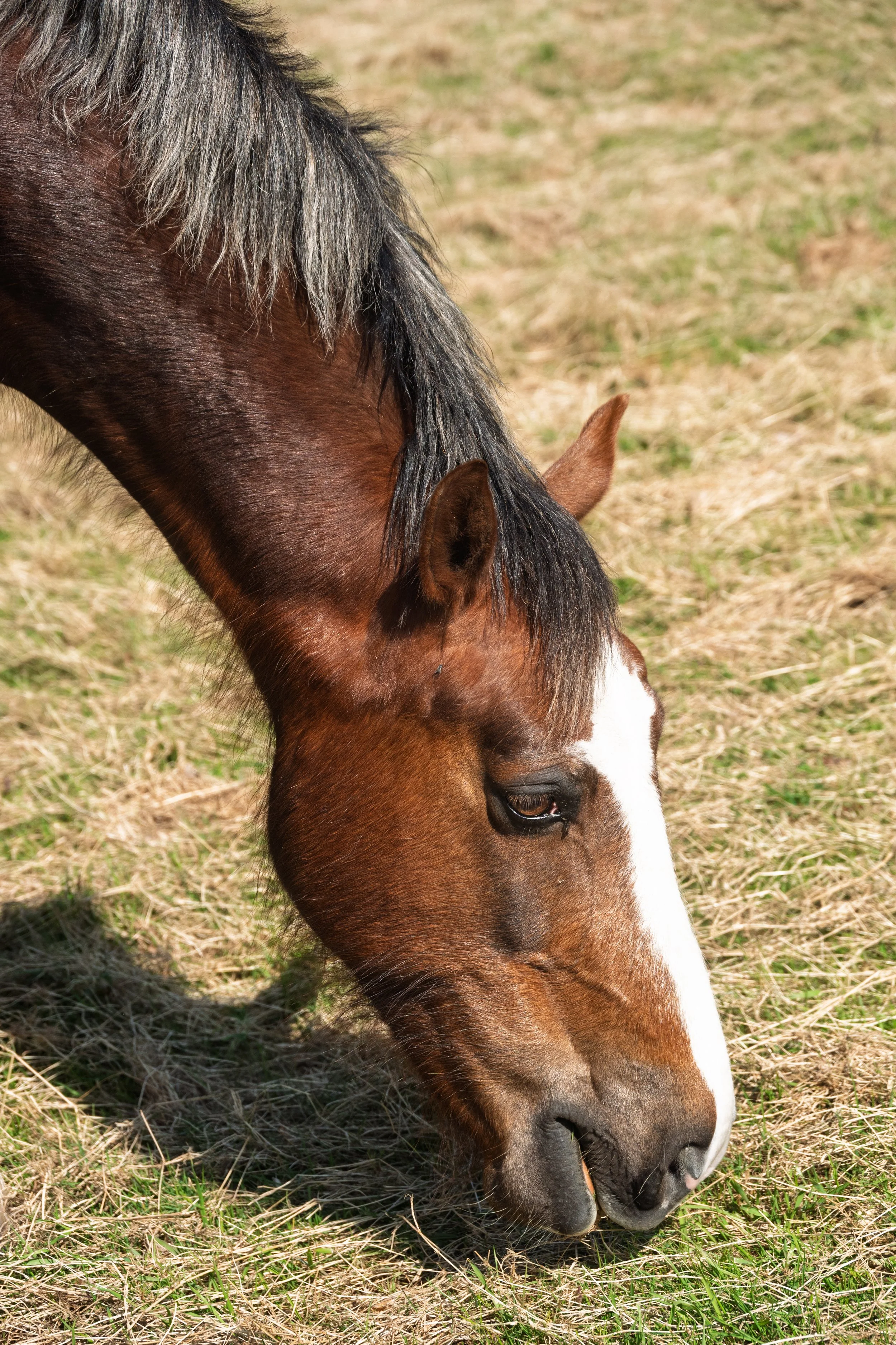 brown-horse-grazing-closeup-summer-light-natural-rural-scene.jpg