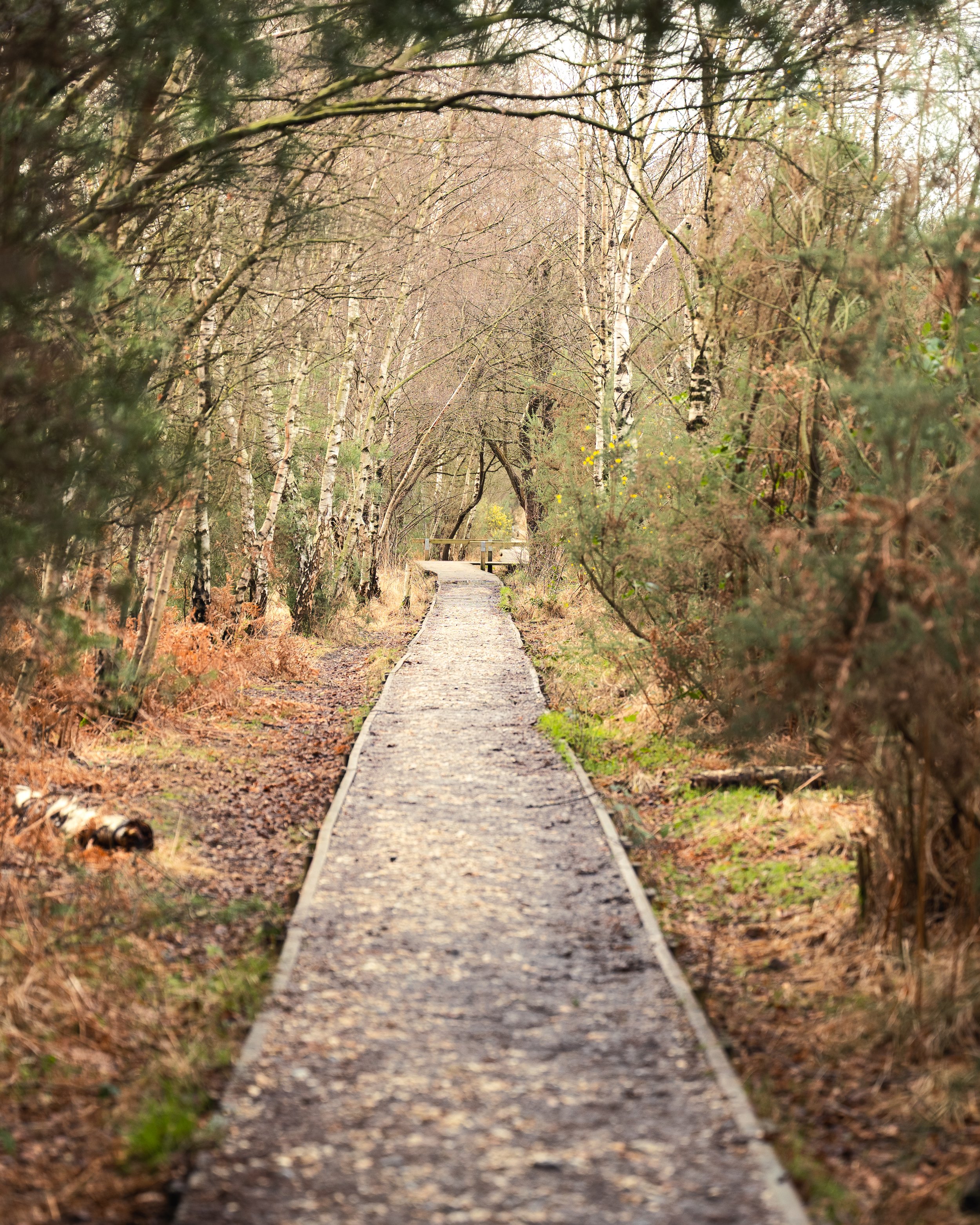 woodland-gravel-path-through-trees.jpg