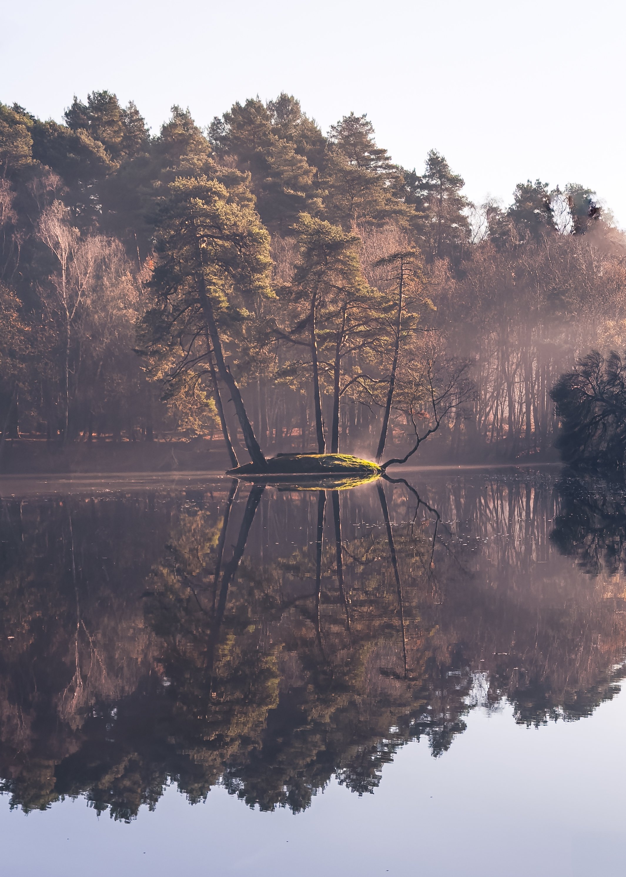 tree-island-reflection-misty-lake-morning-light.jpg