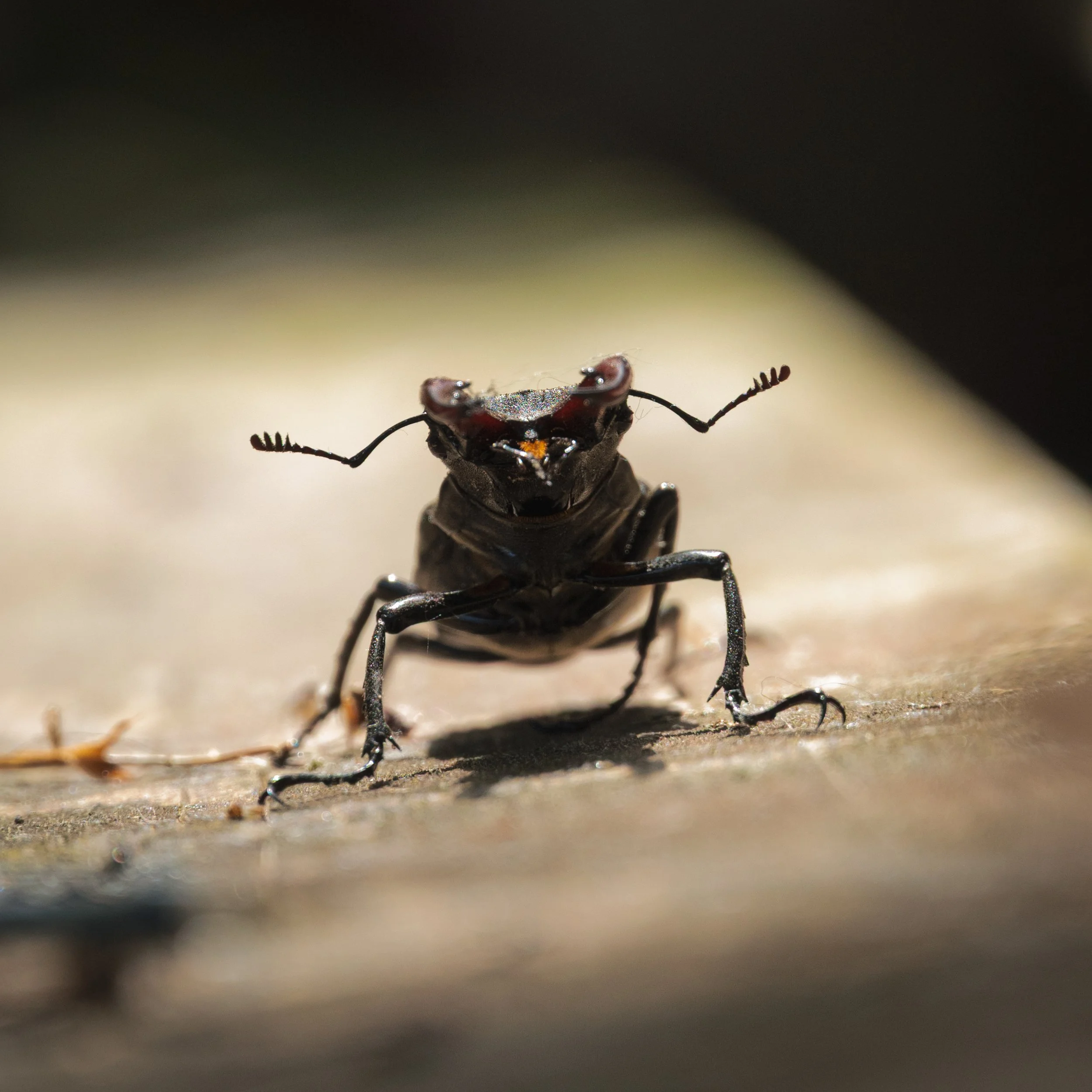 Close-up macro of a stag beetle captured on wood in dappled light, highlighting intricate detail and form.