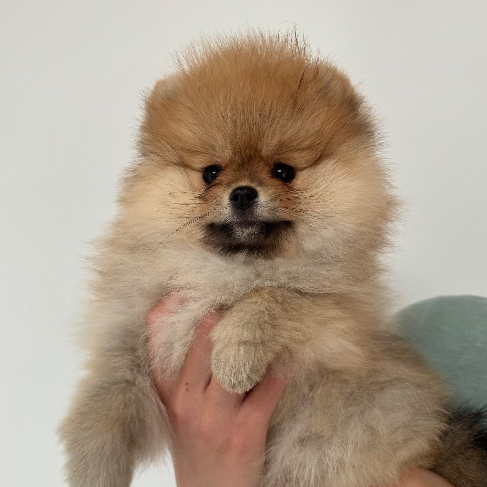 Un chiot poméranien brun clair avec du pelage épais et fluffy, tenu par une main, contre un fond blanc.