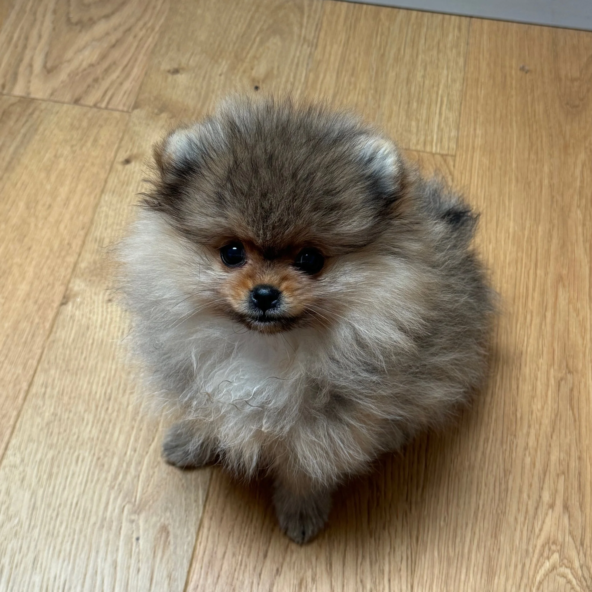 Un chiot poméranien brun clair avec du pelage épais et fluffy, tenu par une main, contre un fond blanc.