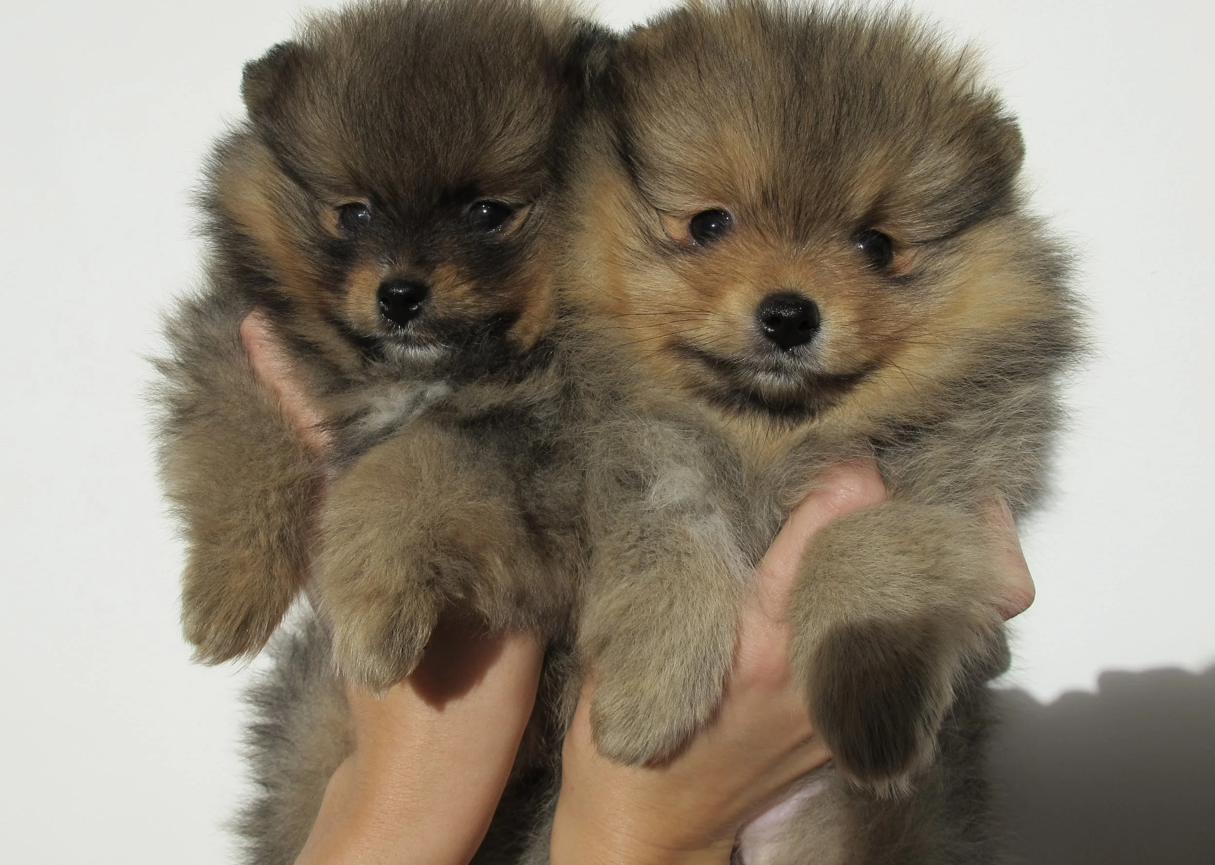 Un chiot Husky noir et beige tenu par une personne, entouré de fleurs de cerisier en pleine floraison contre un ciel bleu.