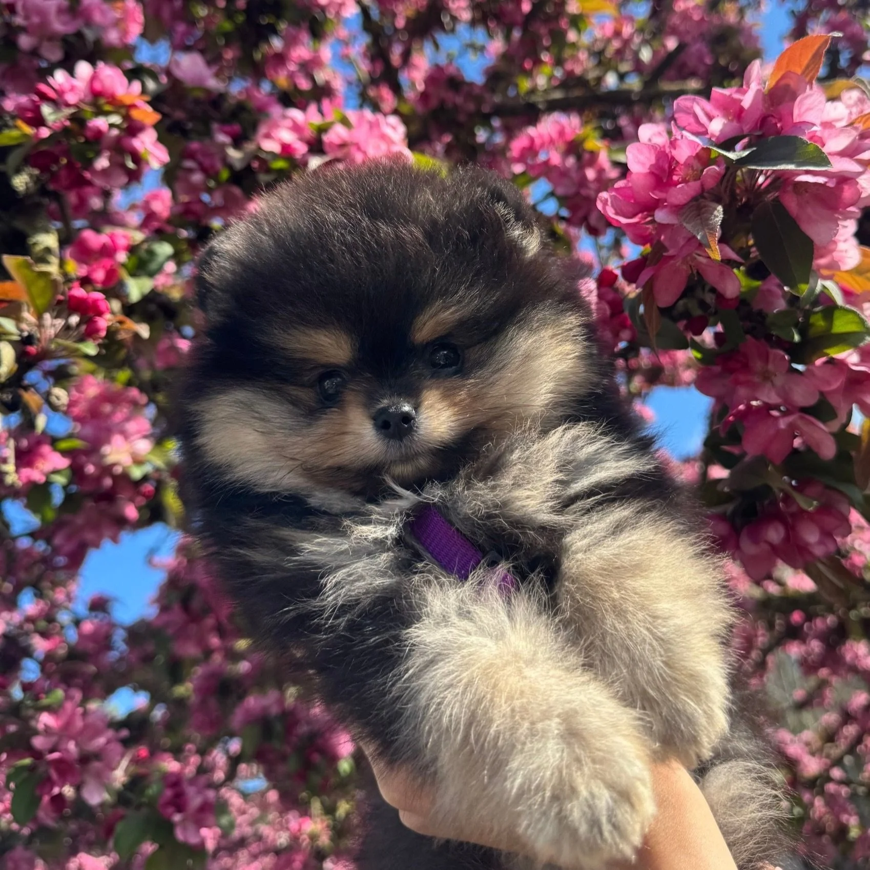 Un chiot Husky noir et beige tenu par une personne, entouré de fleurs de cerisier en pleine floraison contre un ciel bleu.
