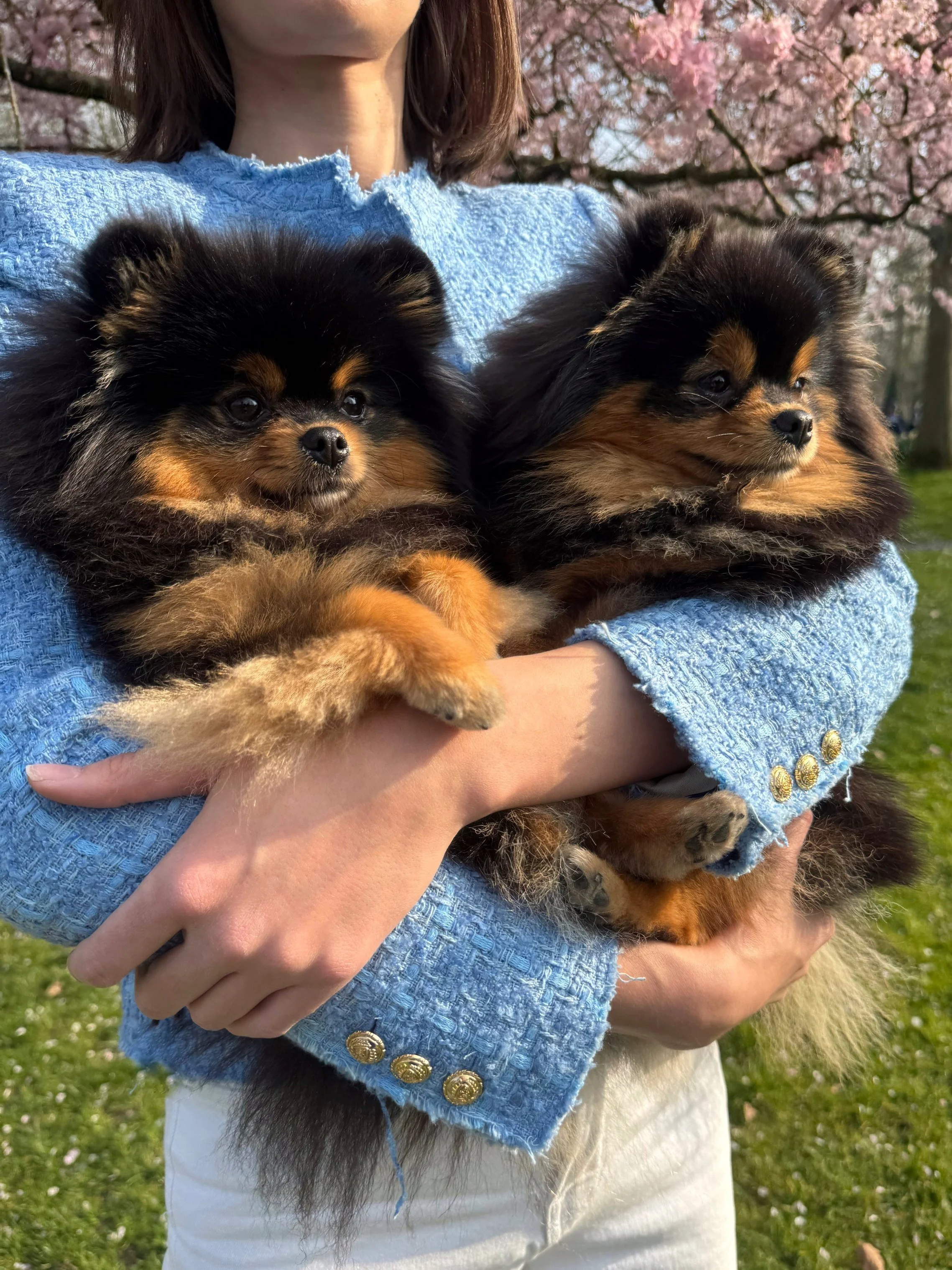 spitz nain black and tan.jpg